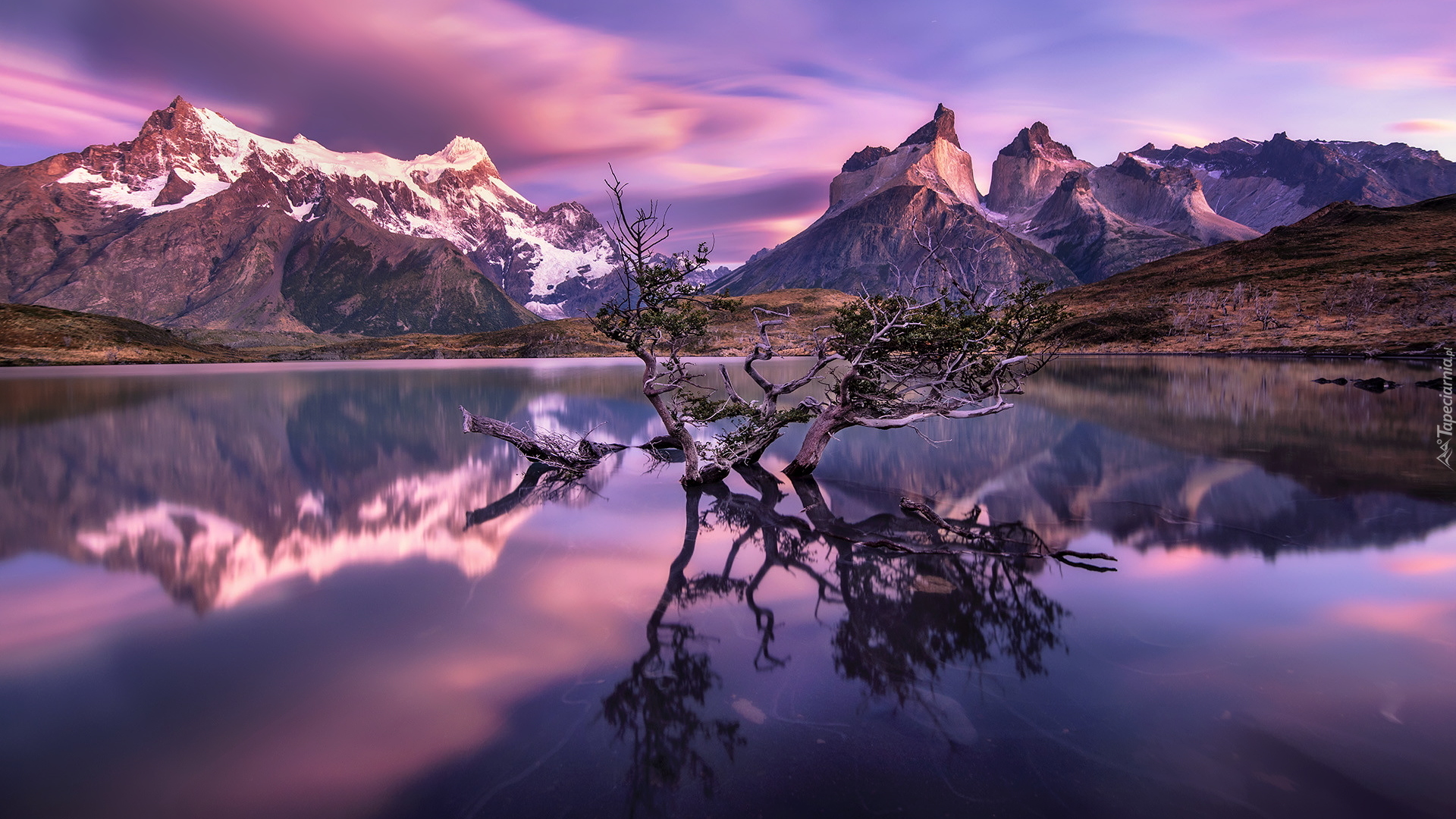 Park Narodowy Torres del Paine, Jezioro Pehoe, Góry Cordillera del Paine, Masyw Torres del Paine, Zanurzone, Konary, Drzewa, Wschód słońca, Patagonia, Chile