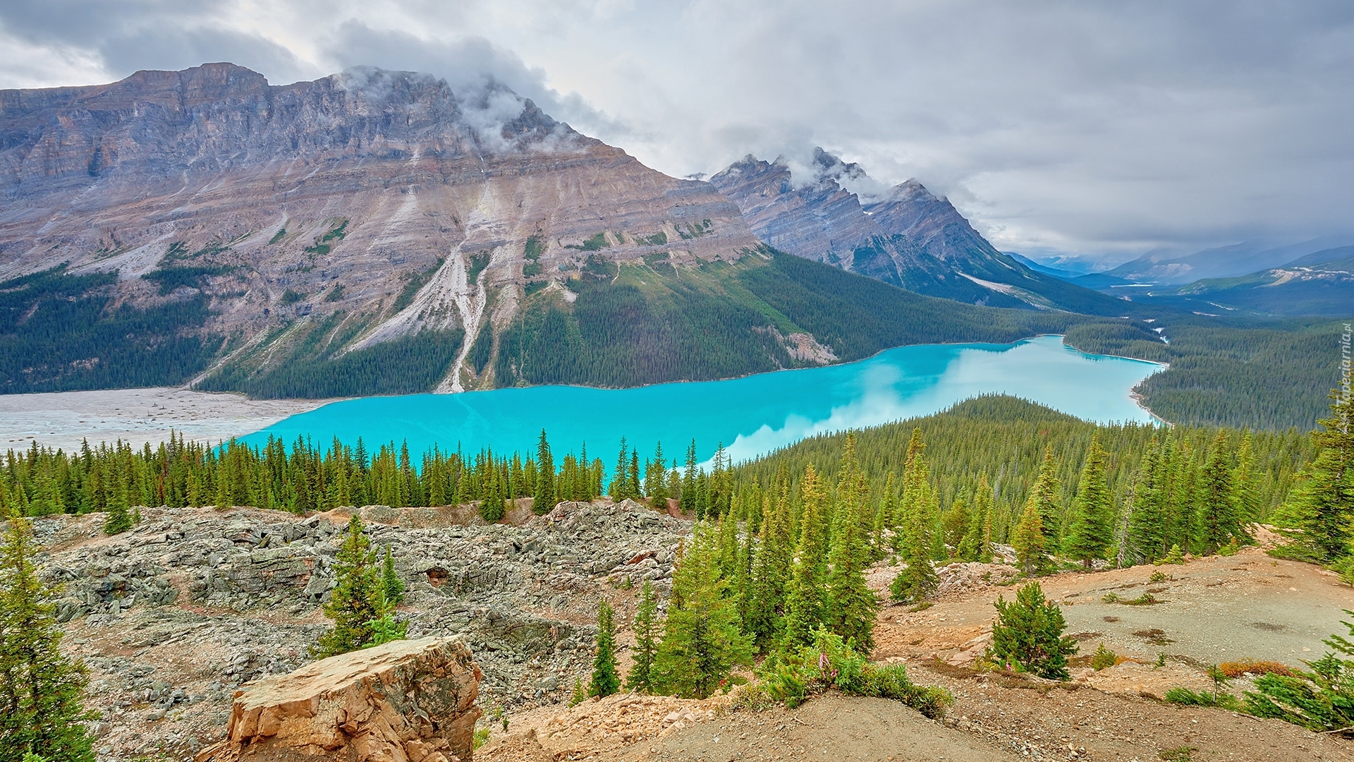 Park Narodowy Banff, Góry Canadian Rockies, Jezioro Peyto, Lasy, Drzewa, Alberta, Kanada