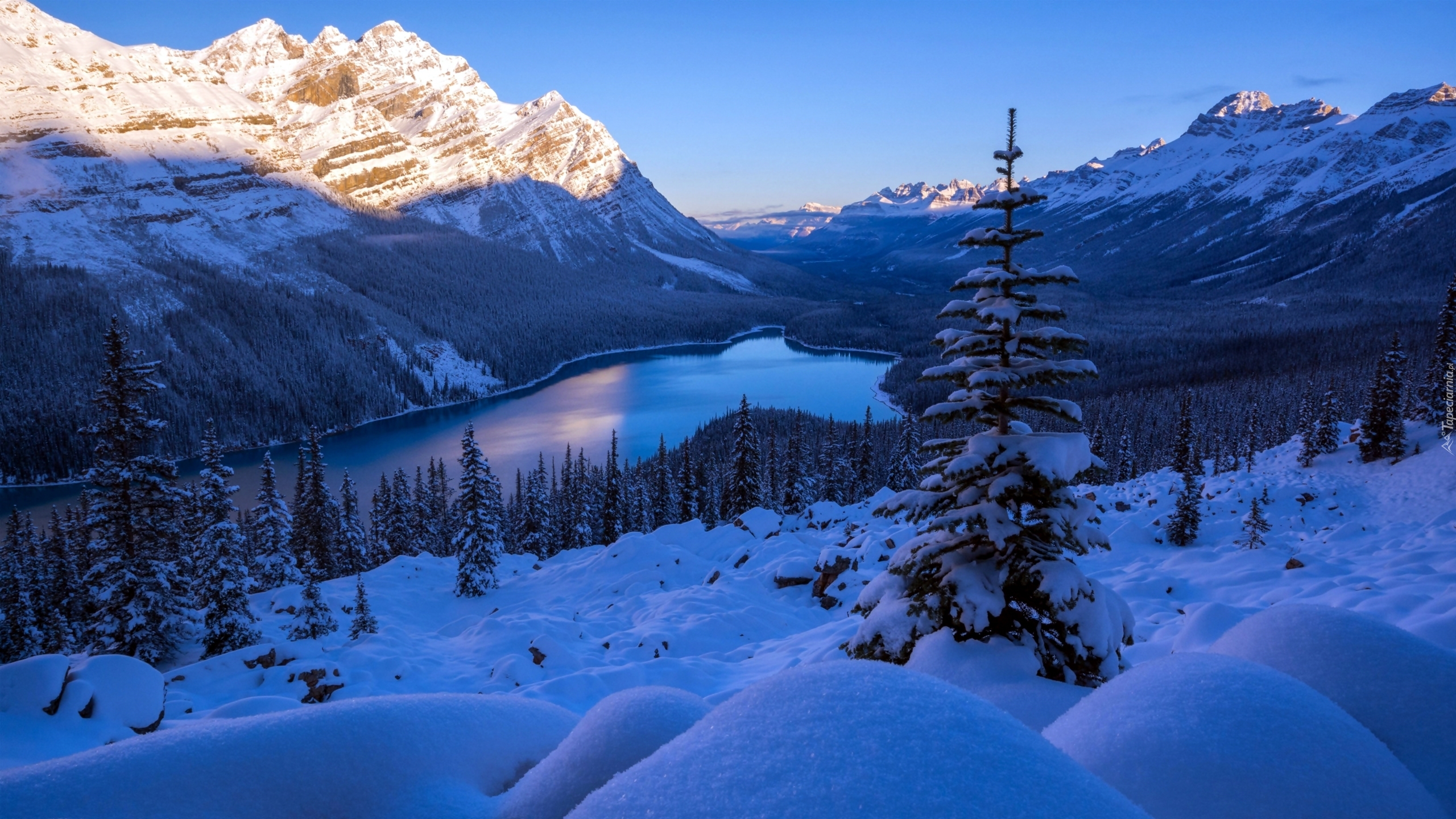 Kanada, Park Narodowy Banff, Jezioro Peyto, Góry, Lasy, Zima