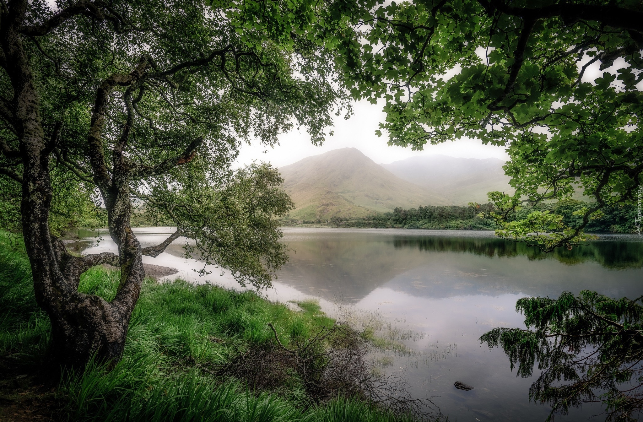 Drzewa, Jezioro Pollacapall, Góry, Galway, Region Connemara, Irlandia