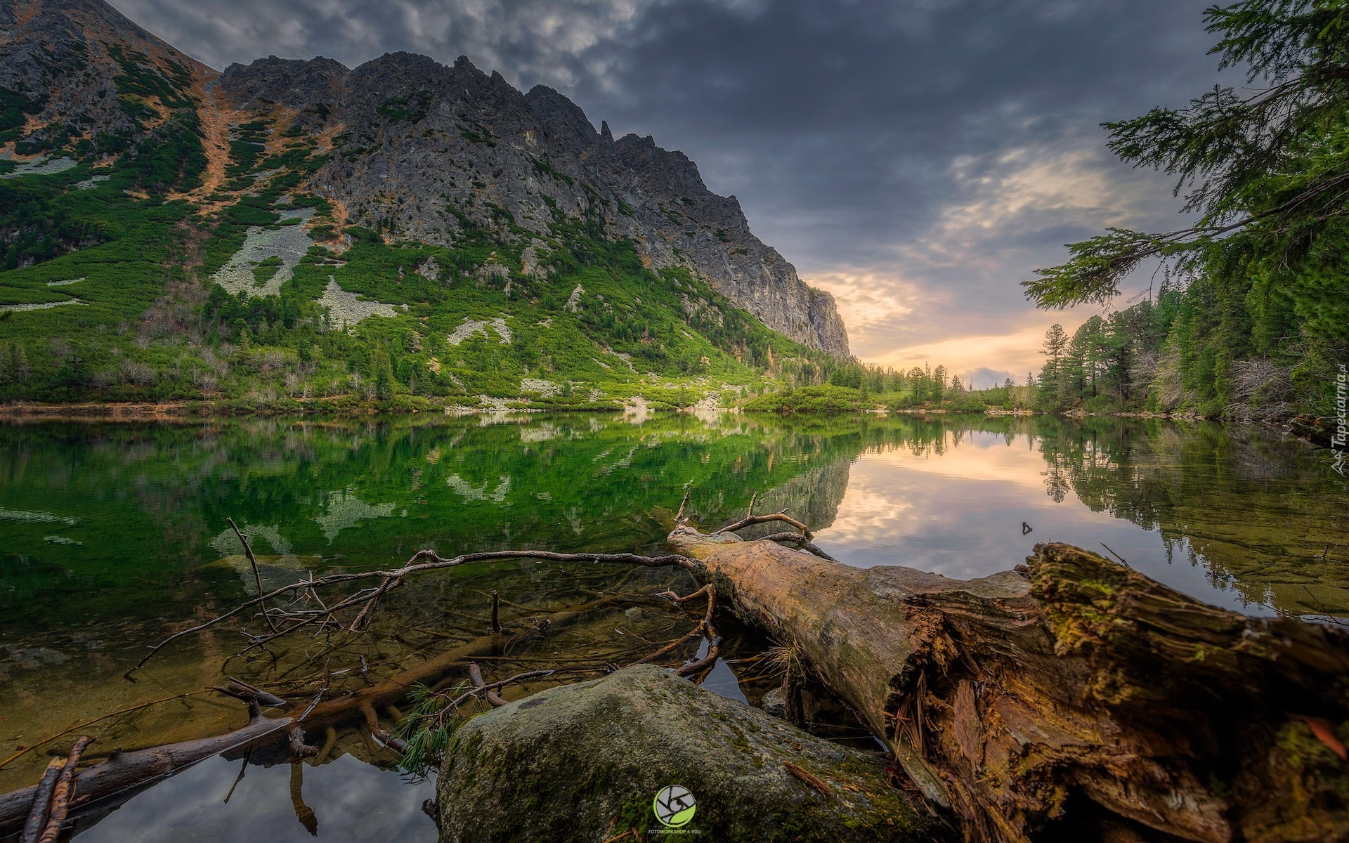 Słowacja, Góry, Tatry, Jezioro, Popradzki Staw, Drzewa, Pień