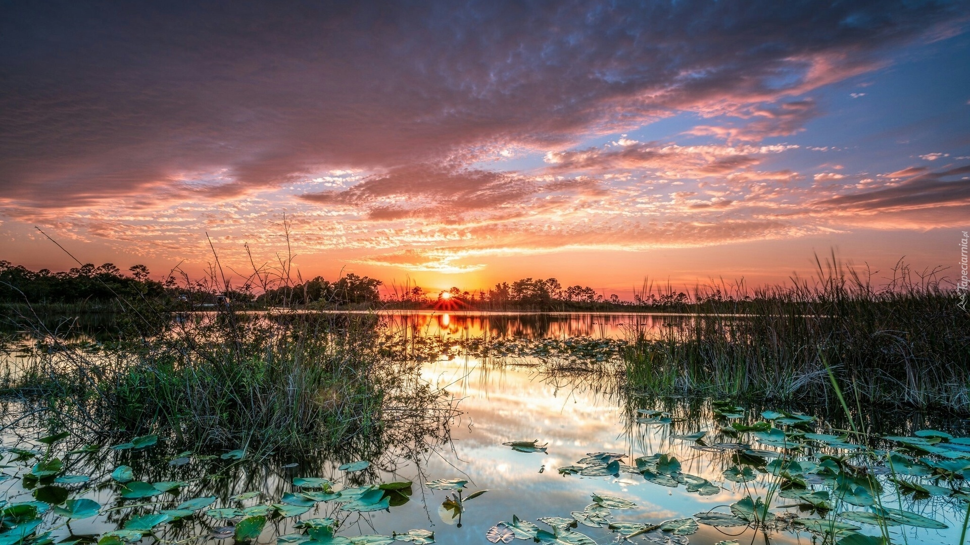 Jezioro, Wschód Słońca, Roślinność