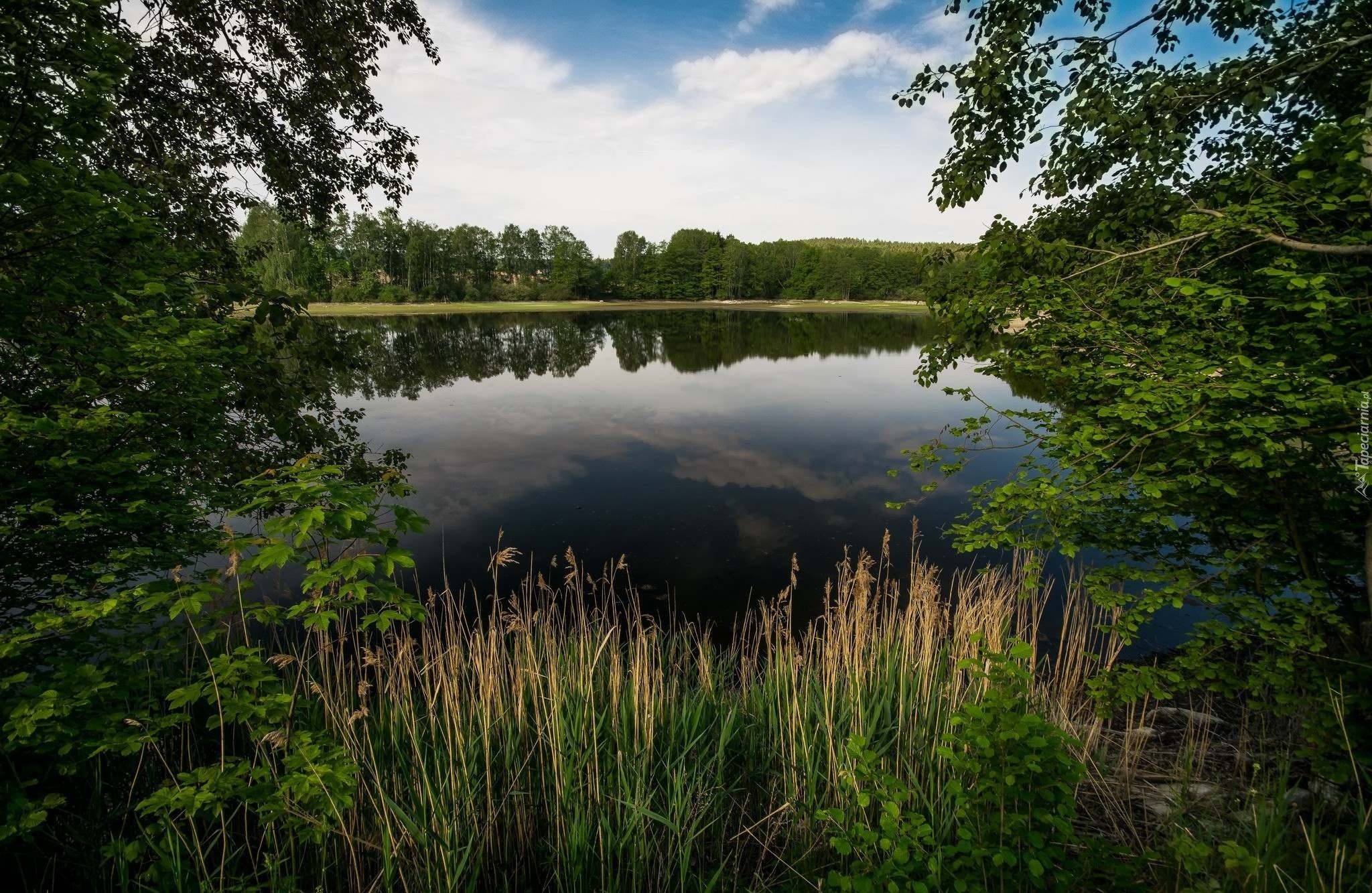 Jezioro, Drzewa, Trzciny, Rośliny