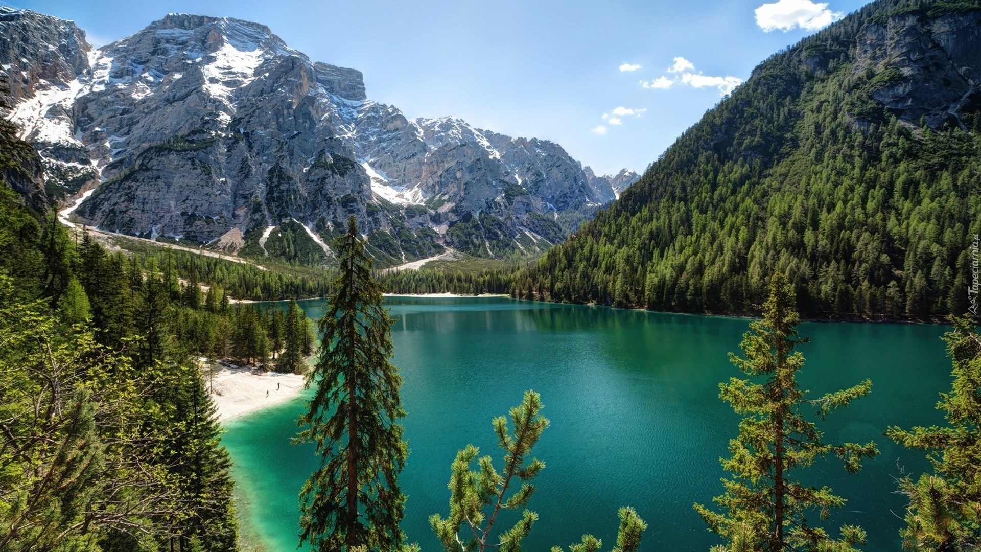Jezioro Pragser Wildsee, Góry Dolomity, Tyrol Południowy, Włochy, Drzewa