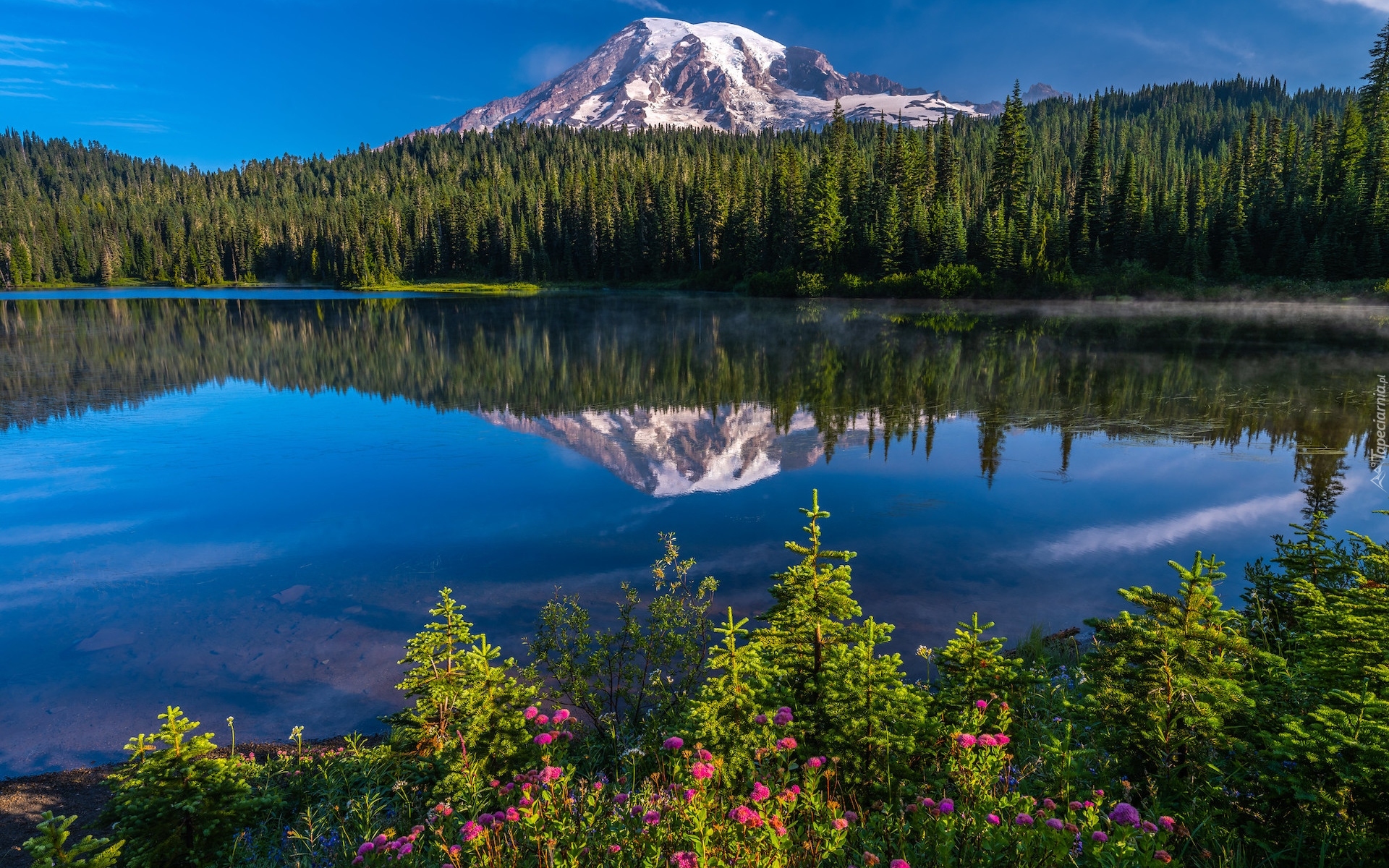 Stany Zjednoczone, Stan Waszyngton, Park Narodowy Mount Rainier, Góry, Jezioro, Reflection Lake, Kwiaty, Drzewa, Odbicie