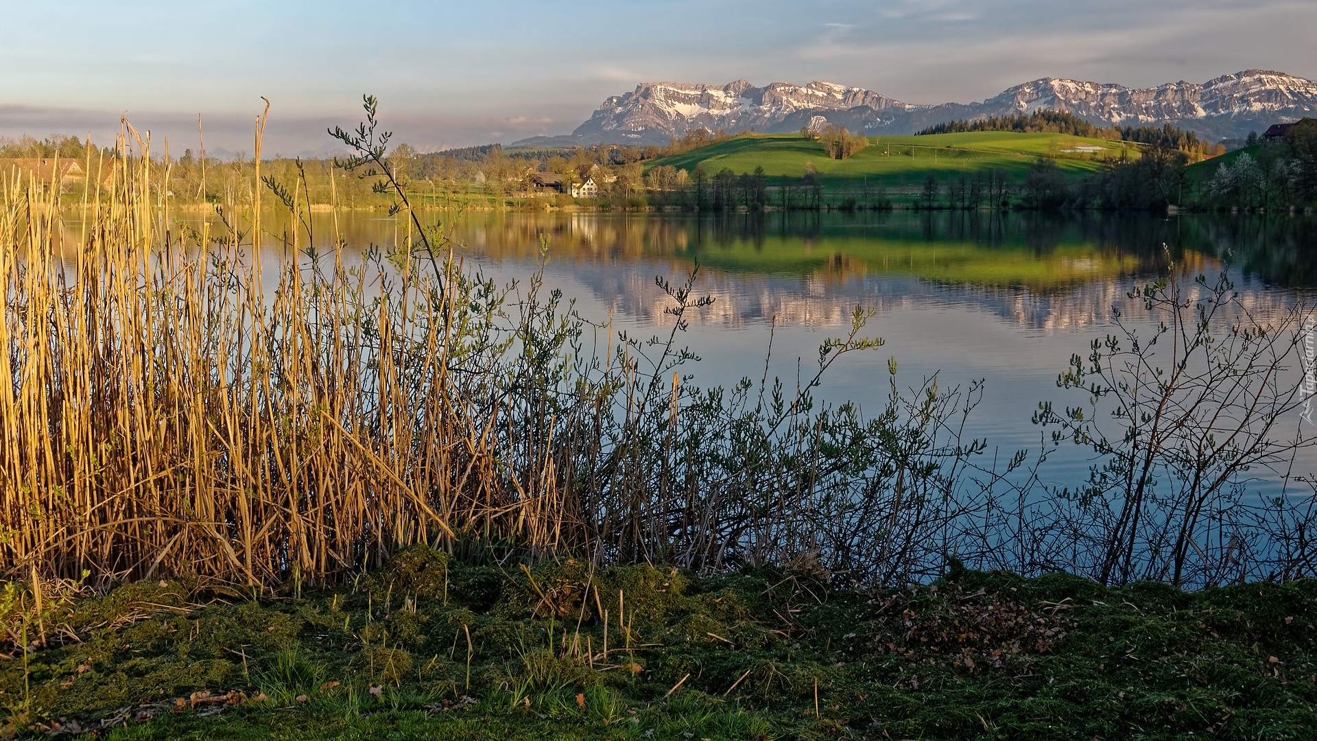 Góry Pilatus, Jezioro Soppensee, Krzewy, Trzciny, Kanton Lucerna, Szwajcaria