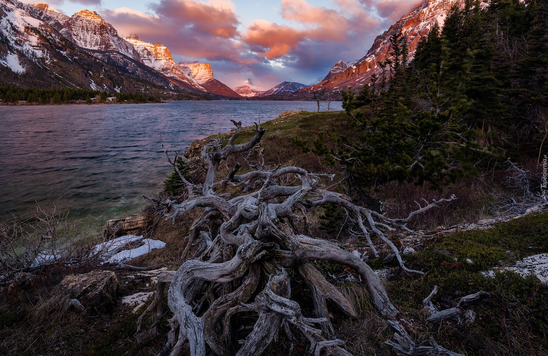 Stany Zjednoczone, Stan Montana, Park Narodowy Glacier, Jezioro St Mary Lake, Góry, Drzewa, Konar