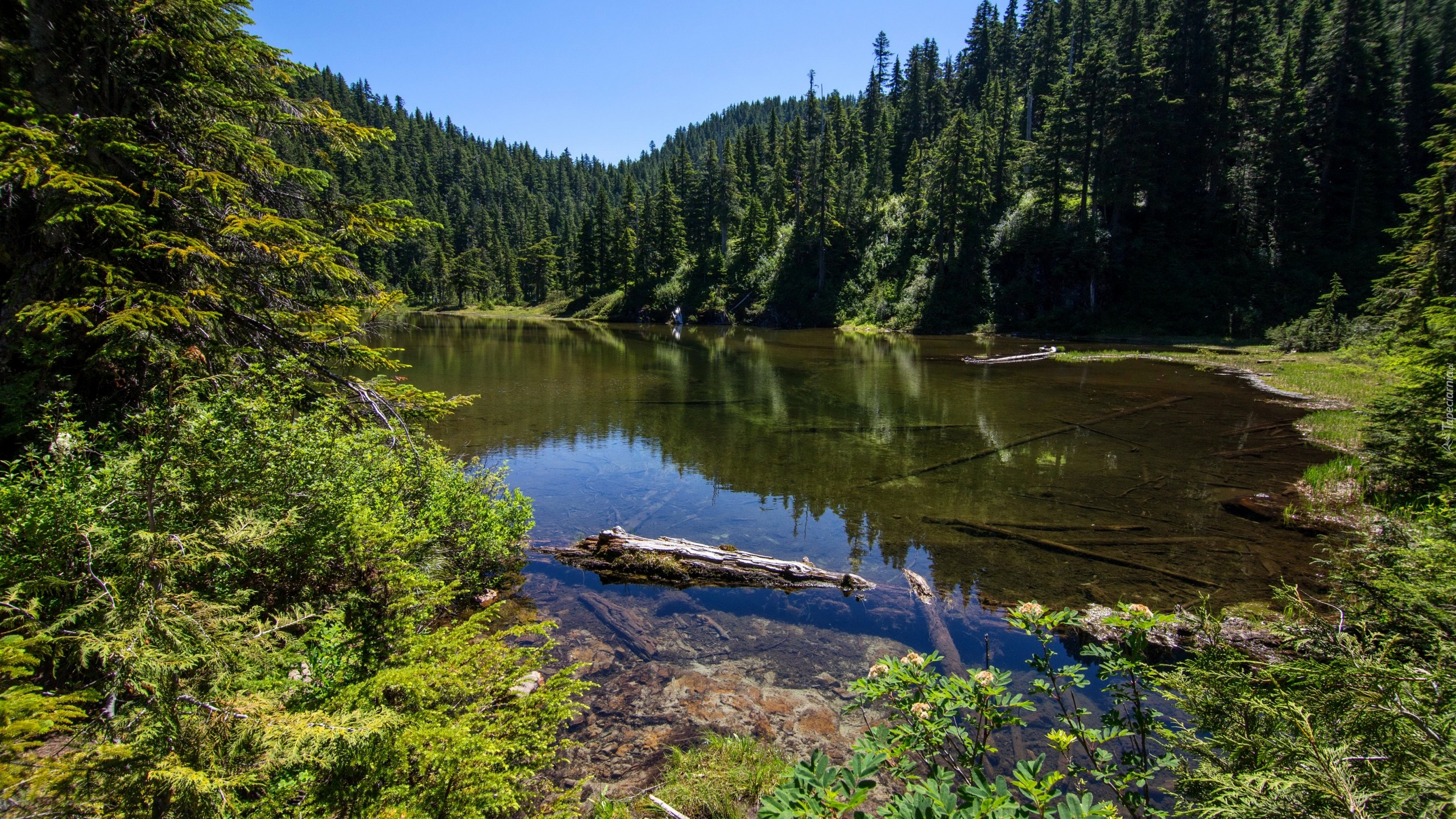 Stany Zjednoczone, Stan Waszyngton, Jezioro Summit Lake, Drzewa, Las