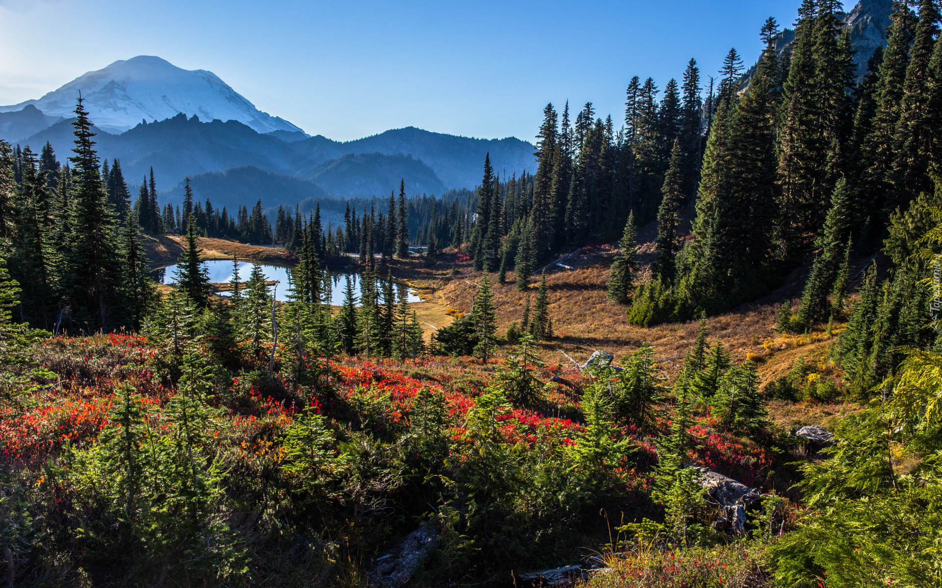 Góry, Stratowulkan, Mount Rainier, Jezioro, Tipsoo Lake, Las, Drzewa, Krzewy, Park Narodowy Mount Rainier, Stan Waszyngton, Stany Zjednoczone