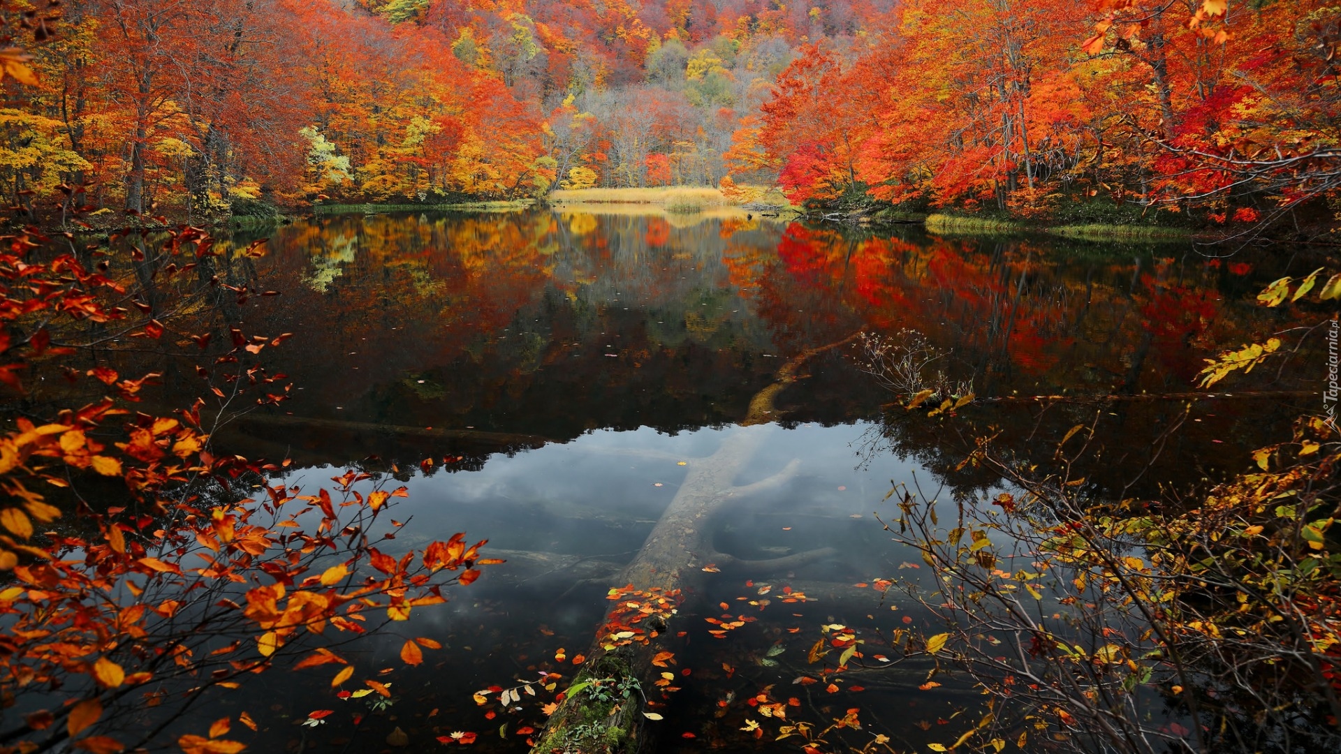 Japonia, Wyspa Honsiu, Park Narodowy Towada-Hachimantai, Jezioro Tsuta Numa, Las bukowy