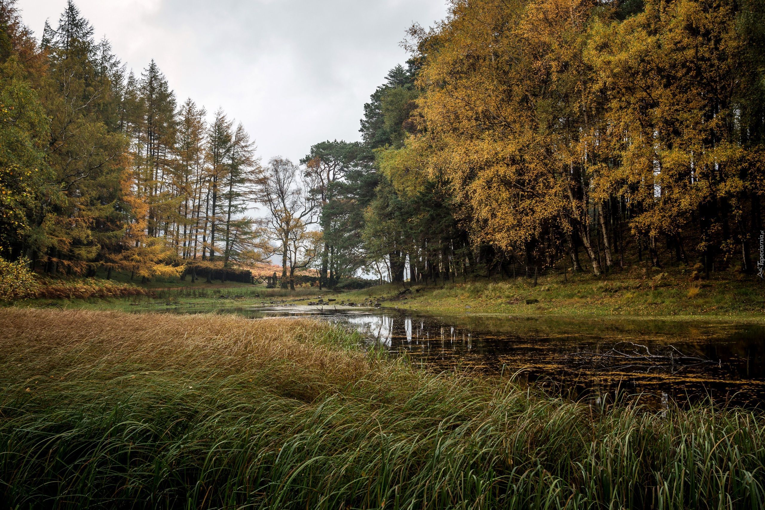 Anglia, Glenridding, Park, Drzewa, Jezioro, Trawa