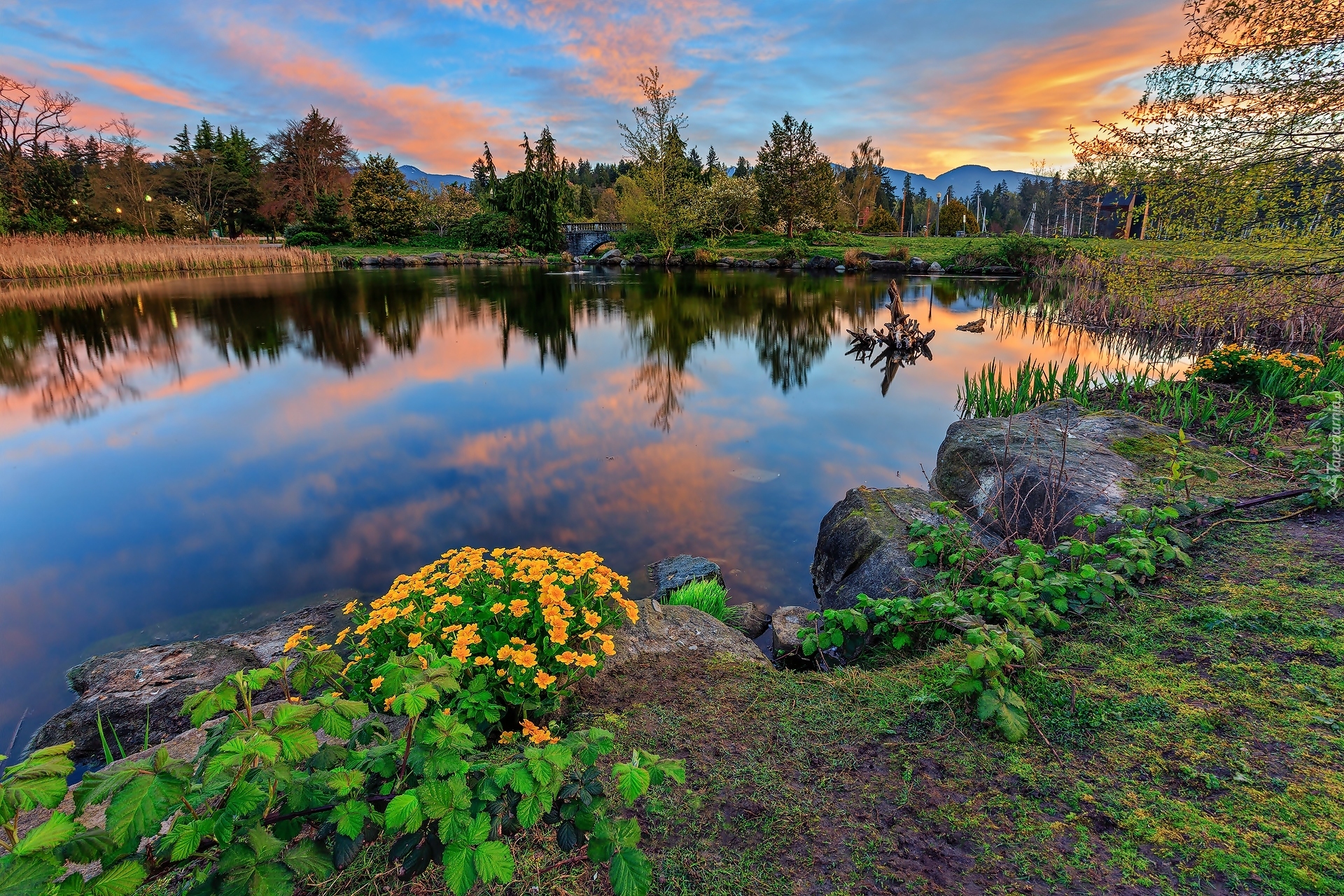 Park miejski, Stanley Park, Jezioro, Drzewa, Kwiaty, Chmury, Vancouver, Kanada