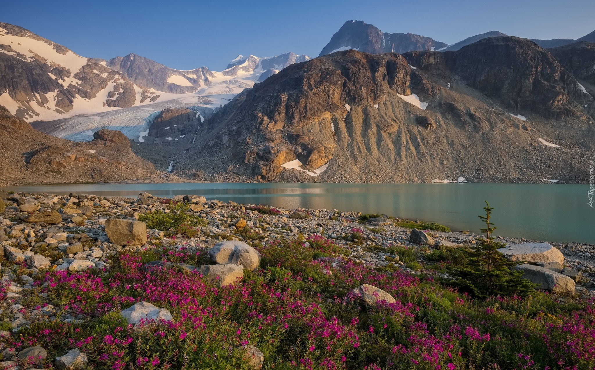 Góry, Jezioro Wedgemount, Kwiaty, Kamienie, Śnieg, Park prowincjonalny Garibaldi, Kolumbia Brytyjska, Kanada