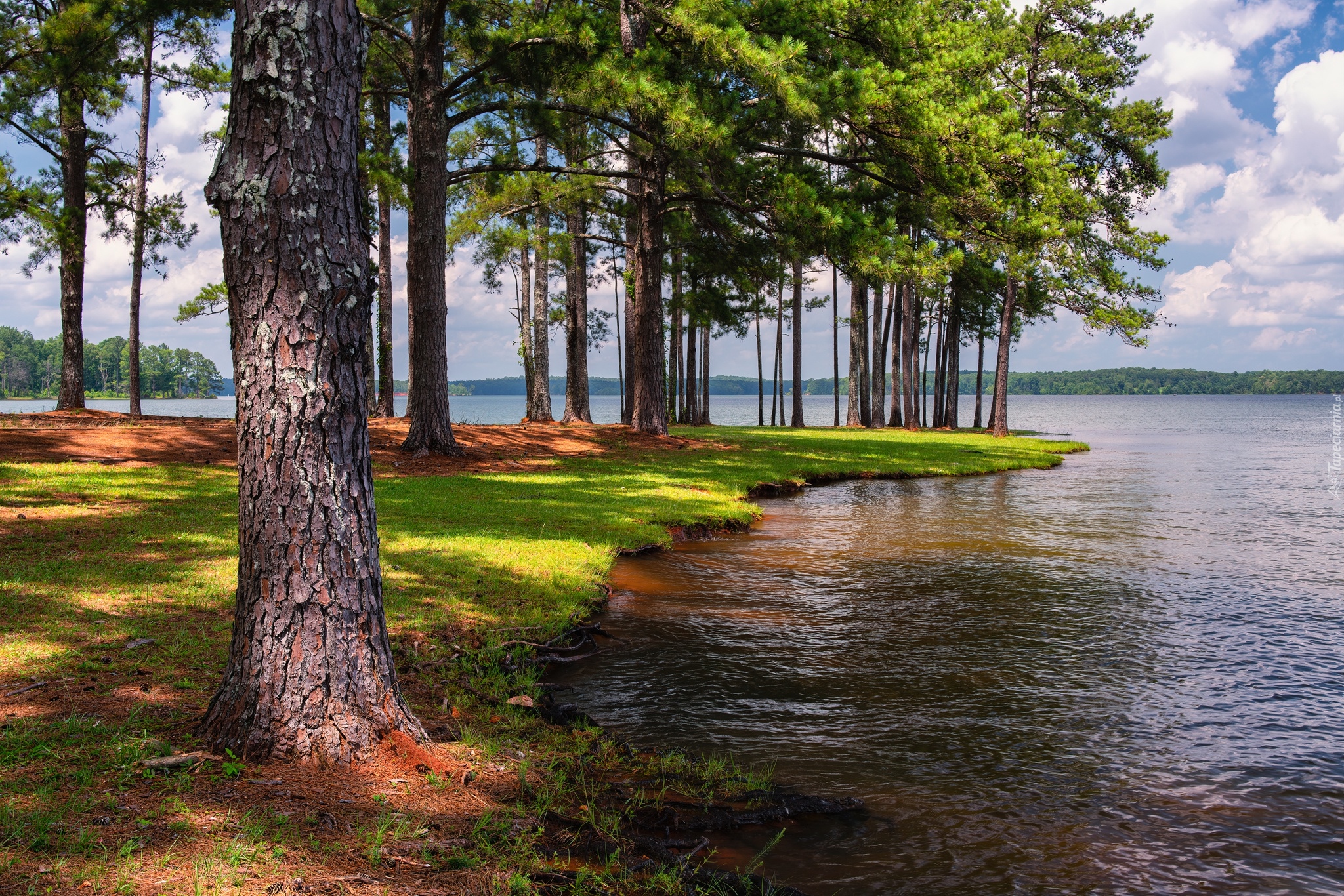 Drzewa, Jezioro, West Point Lake, A.L. Anderson Park, Floryda, Stany Zjednoczone