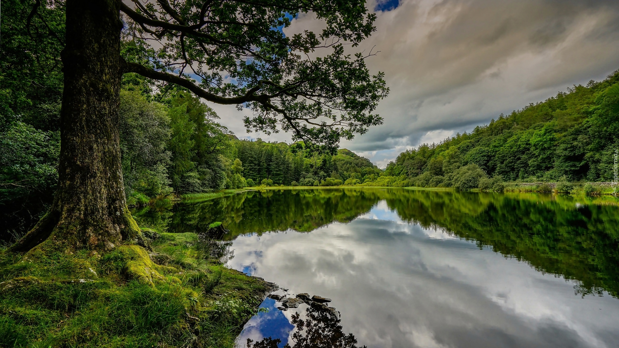 Anglia, Kumbria, Obszar Lake District, Jezioro Yew Tree Tarn, Drzewa