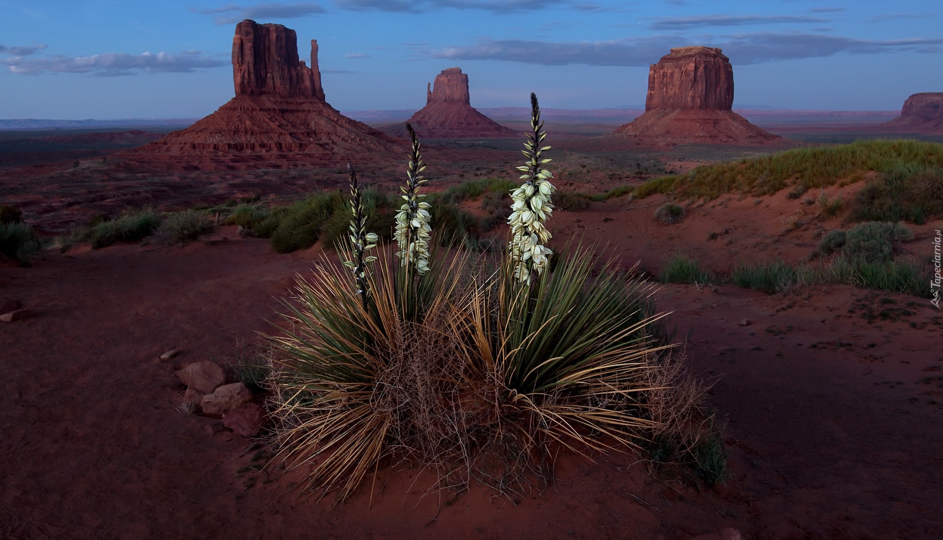 Wyżyna Kolorado, Dolina Pomników, Monument Valley, Rezerwat Indian Navaho, Skały, Kwiat, Juka karolińska, Stan Utah, Stany Zjednoczone Juka karolińska