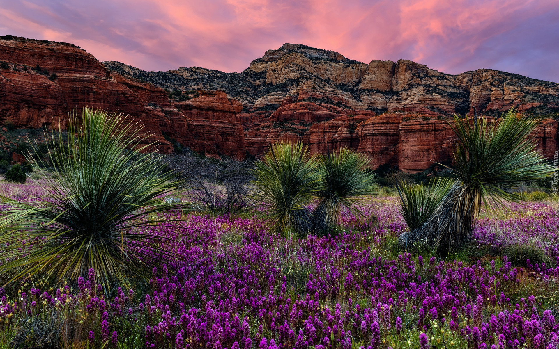 Stany Zjednoczone, Arizona, Sedona, Bear Mountain, Niebo, Skały, Juki, Kwiaty, Zachód słońca, Góry