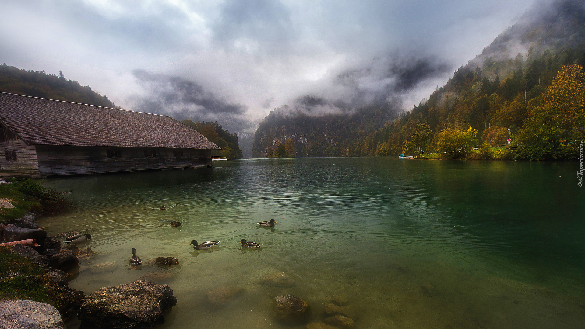 Niemcy, Bawaria, Jezioro Königssee, Alpy Berchtesgadeńskie, Góry, Mgła, Dom, Kaczki