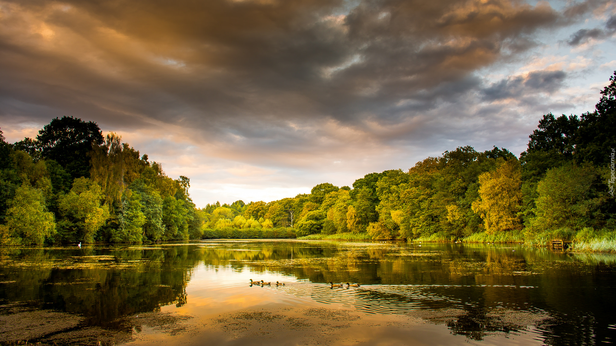 Anglia, Hrabstwo Gloucestershire, Cannop Ponds, Staw Cannop, Kaczki, Drzewa