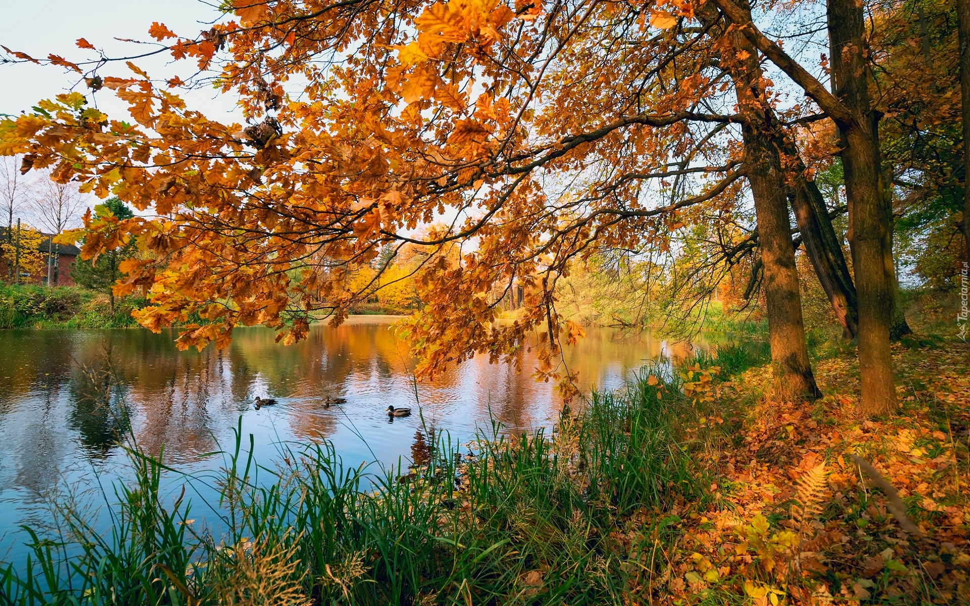 Jesień, Staw, Kaczki, Drzewa, Dęby, Pożółkłe, Liście