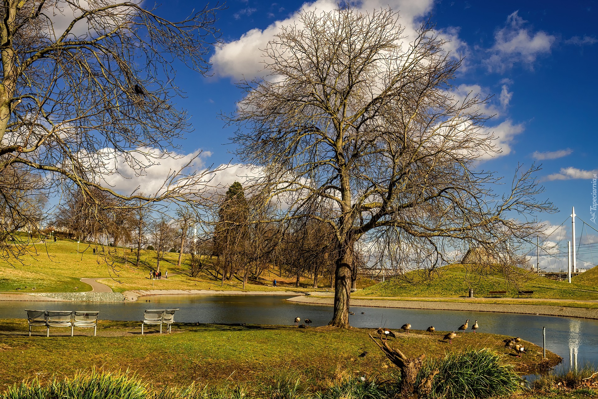 Park, Staw, Drzewa, Kaczki