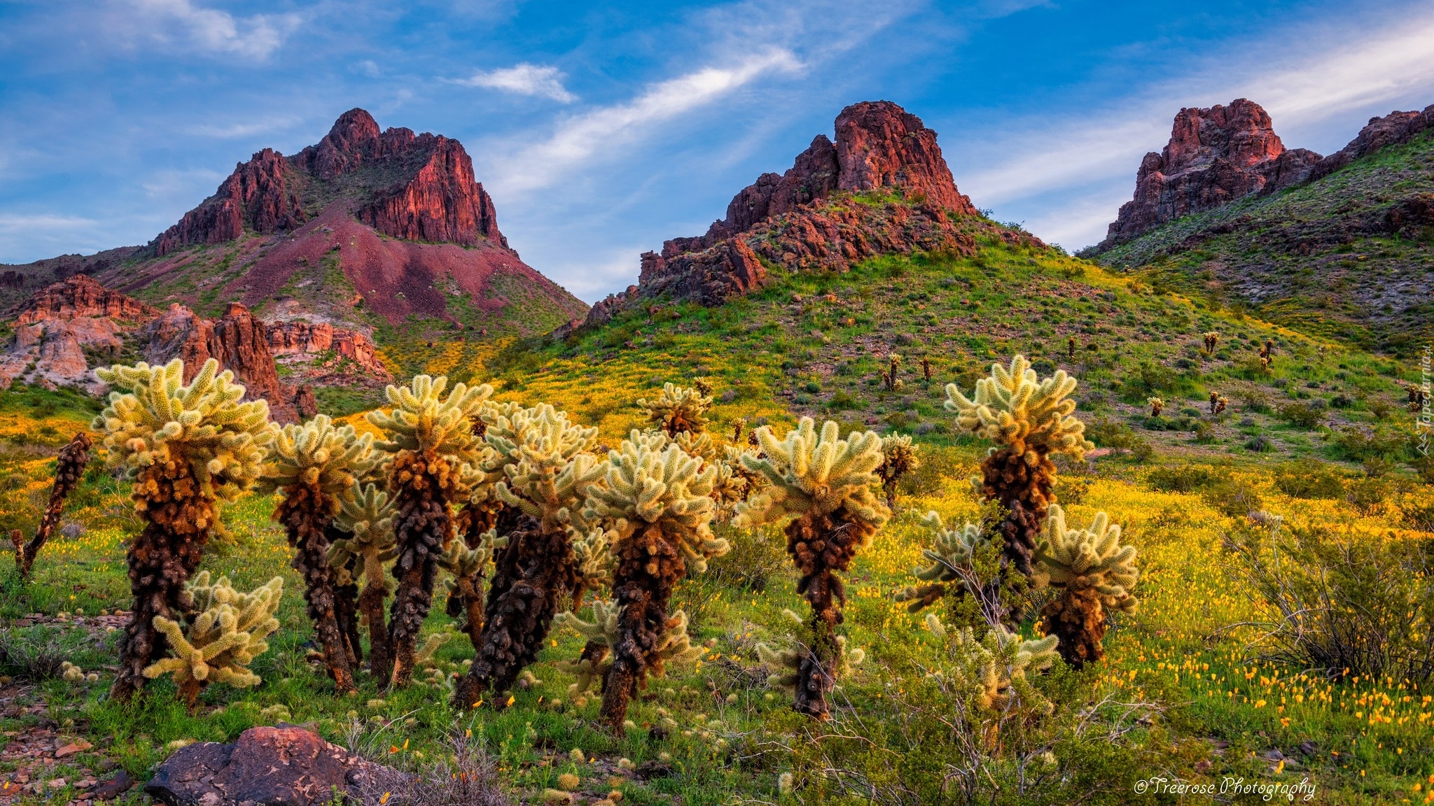 Stany Zjednoczone, Arizona, Oatman, Góry, Skały, Kaktusy cholla