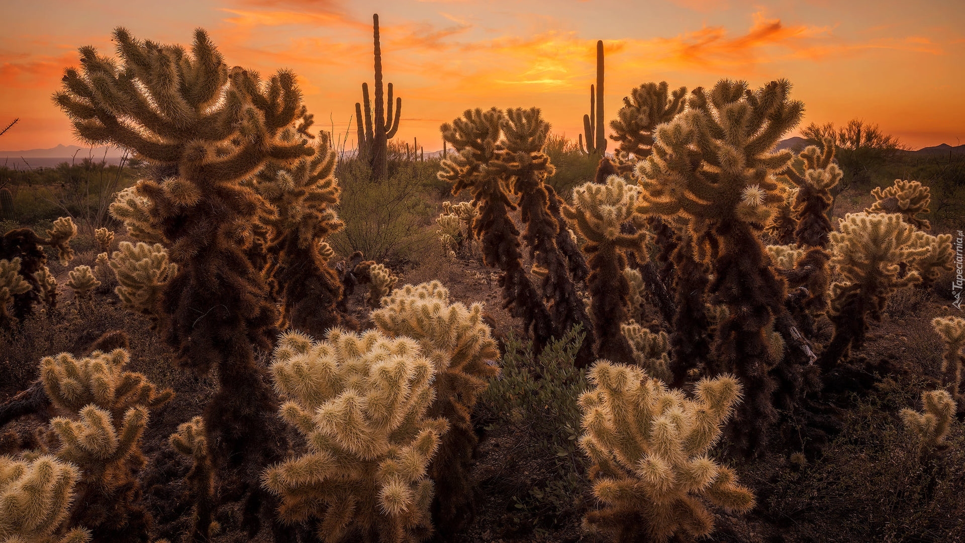 Kaktusy cholla