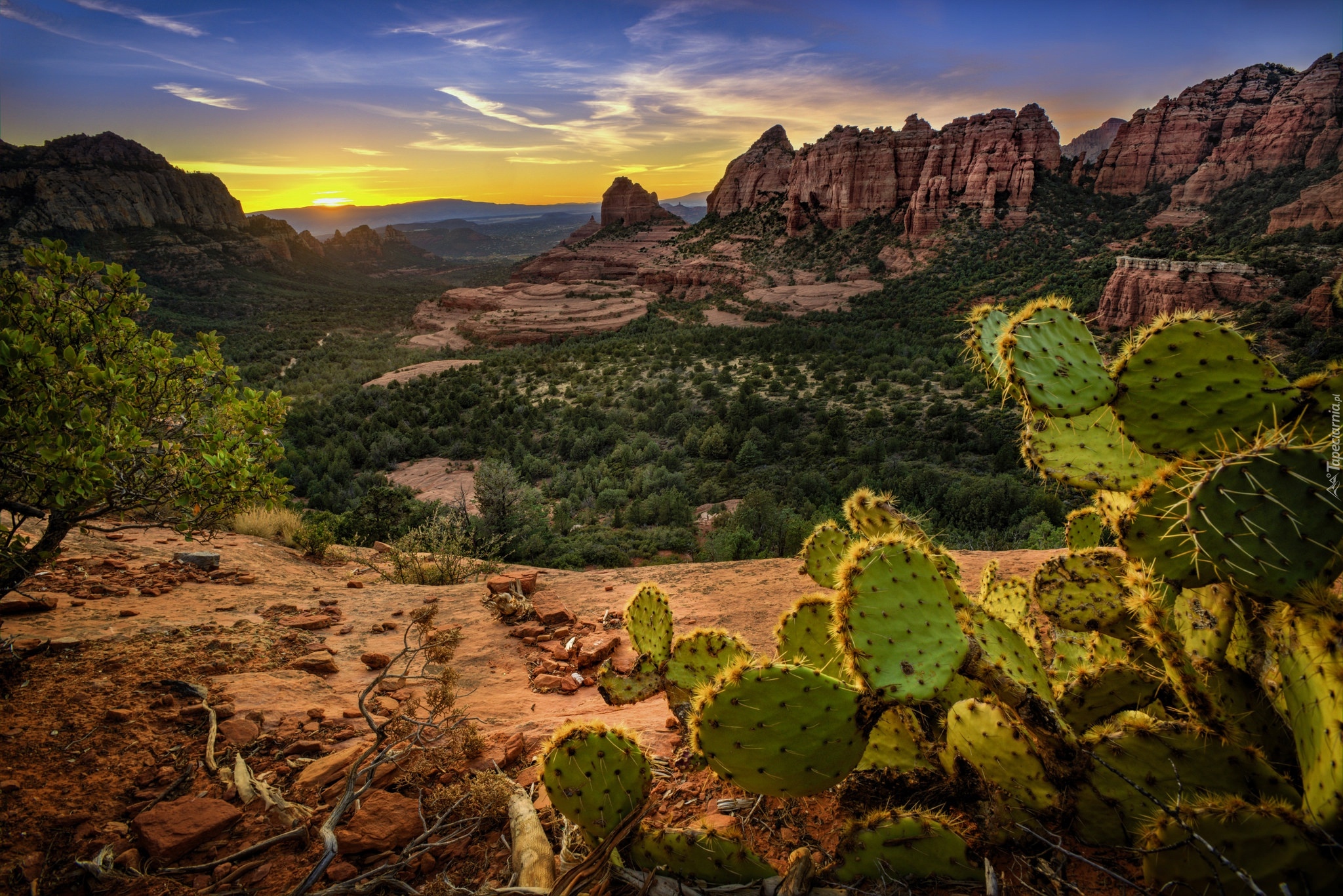 Stany Zjednoczone, Stan Arizona, Sedona, Góry, Skały, Kaktus, Drzewa