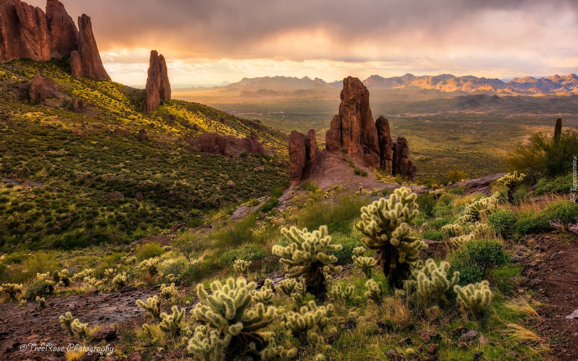 Stany Zjednoczone, Arizona, Skały, Roślinność, Kaktusy Cholla