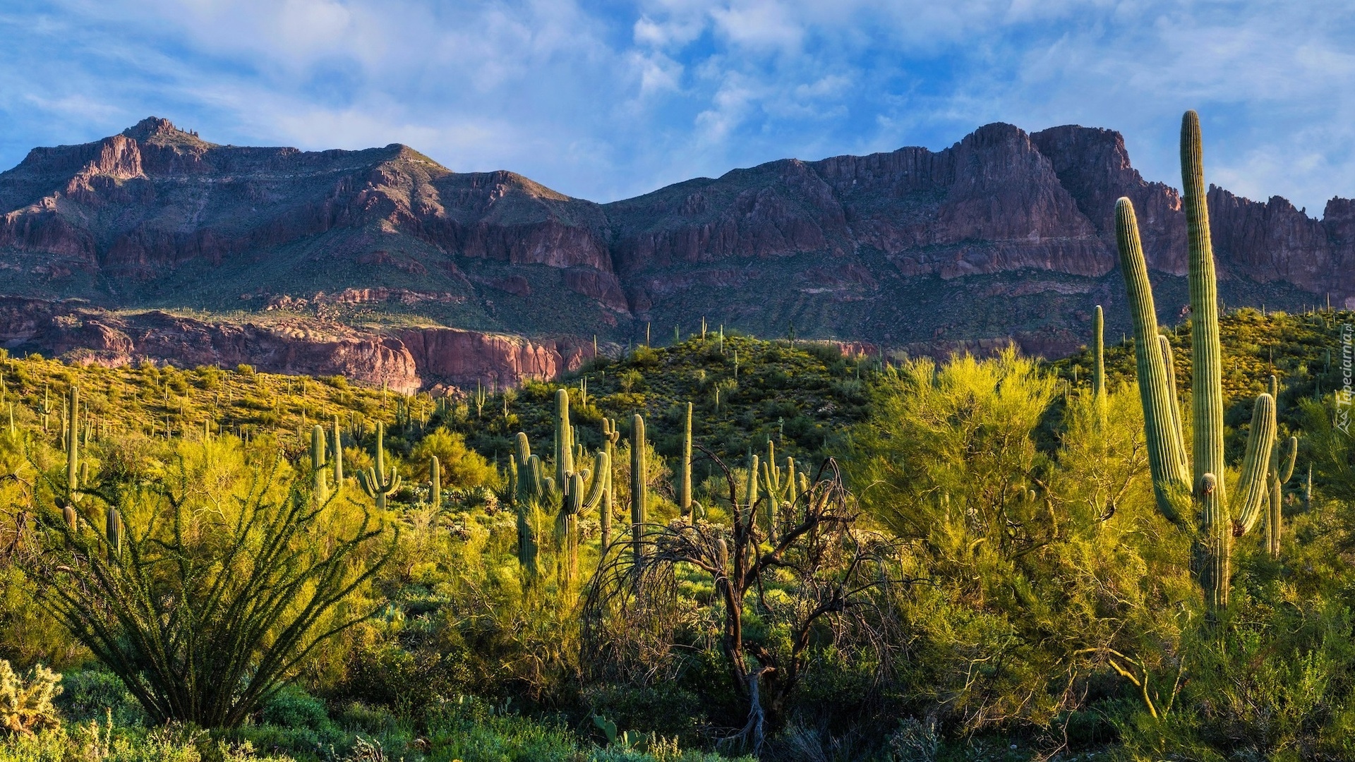 Stany Zjednoczone, Arizona, Pustynia, Sonoran Desert, Góry, Superstition Mountains, Kaktusy, Krzewy