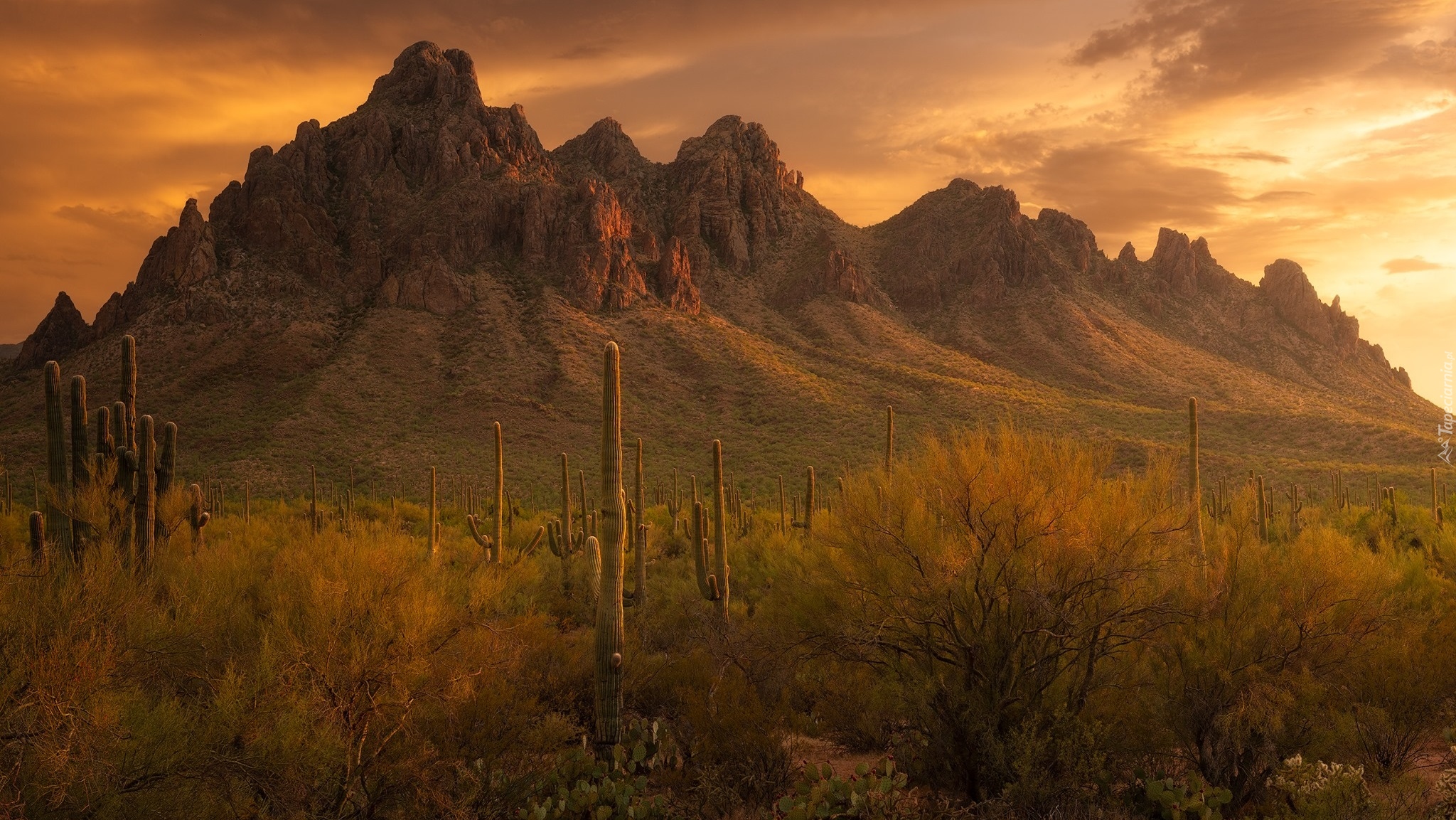 Góry, Park Narodowy Saguaro, Kaktusy, Karnegie olbrzymie, Trawa, Arizona, Stany Zjednoczone