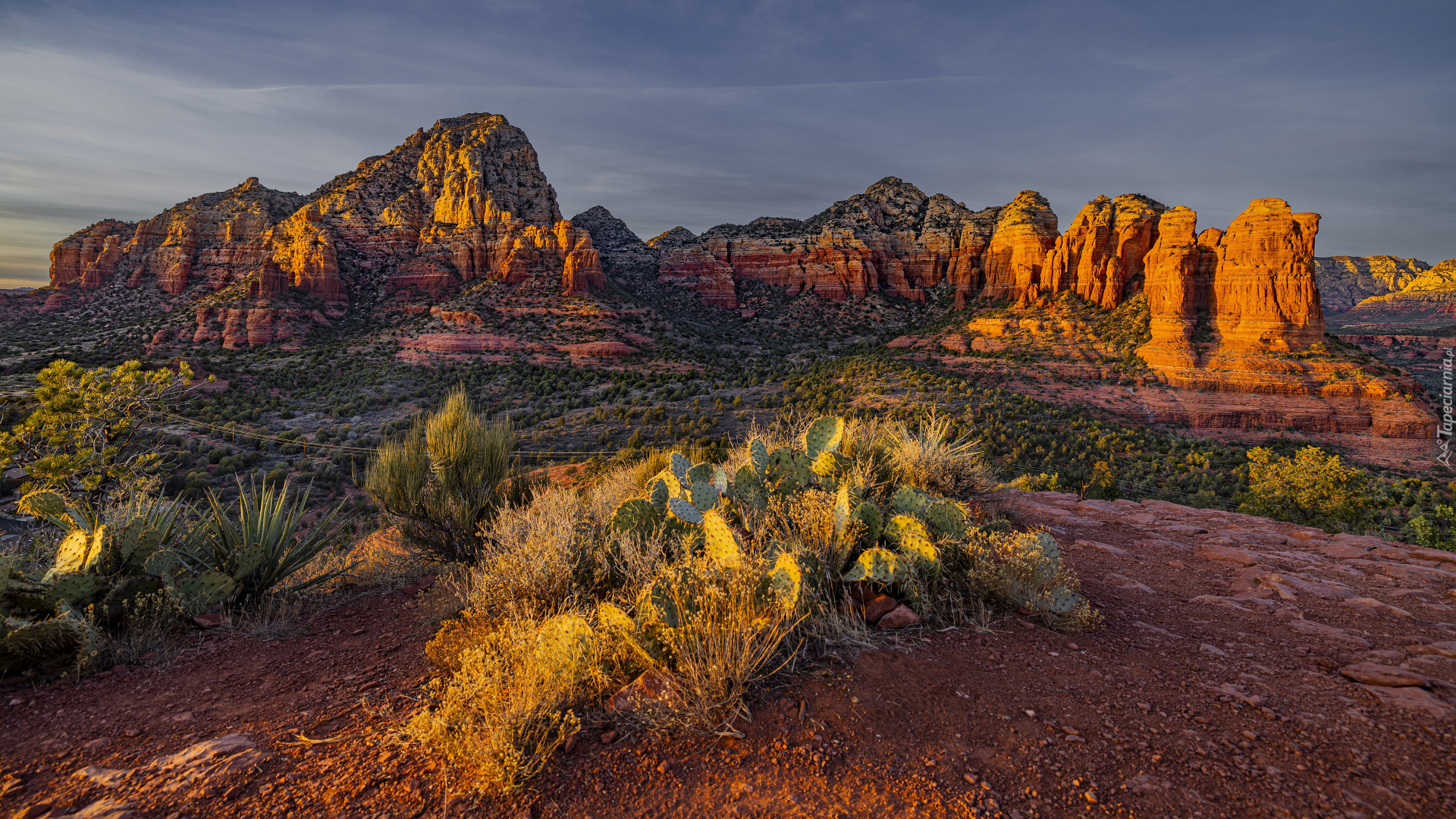 Stany Zjednoczone, Arizona, Sedona, Góry, Skały, Kaktusy, Rośliny, Wschód słońca