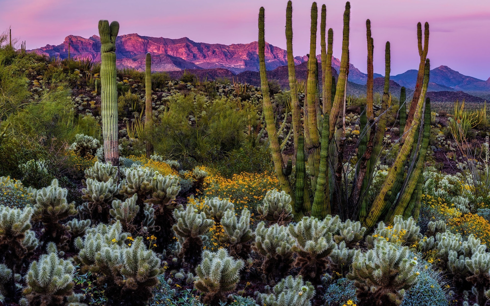 Stany Zjednoczone, Arizona, Pustynia, Sonoran Desert, Góry, Roślinność, Kaktusy