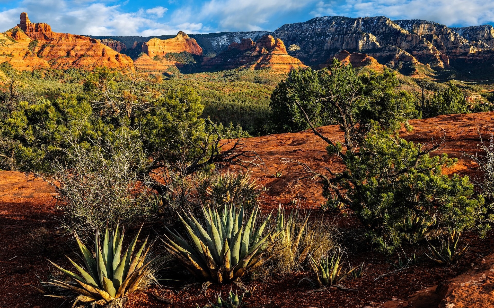 Stany Zjednoczone, Arizona, Sedona, Góry, Skały, Drzewa, Kaktusy, Rośliny