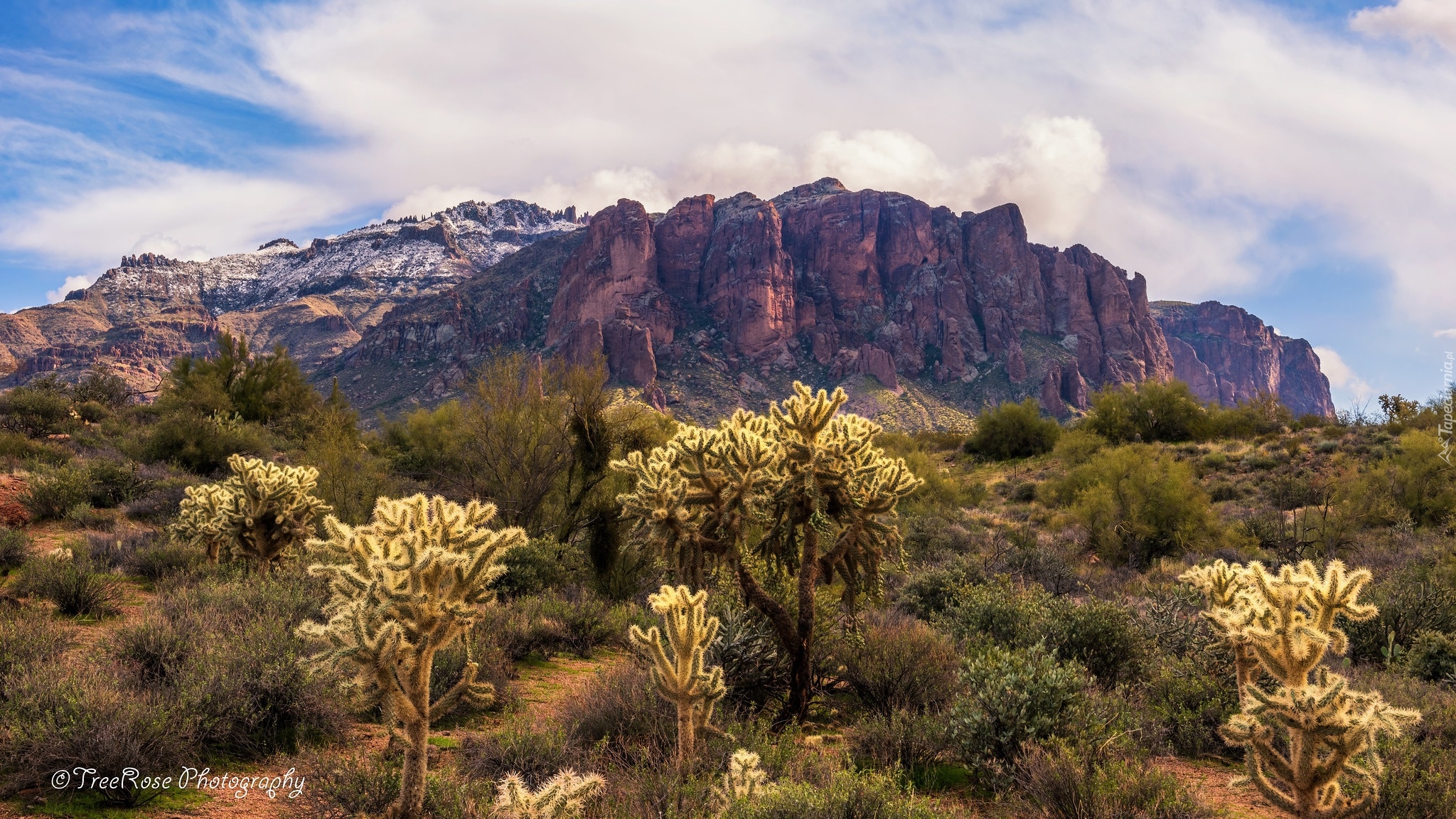 Stany Zjednoczone, Arizona, Góry, Superstition Mountains, Skały, Roślinność, Kaktusy