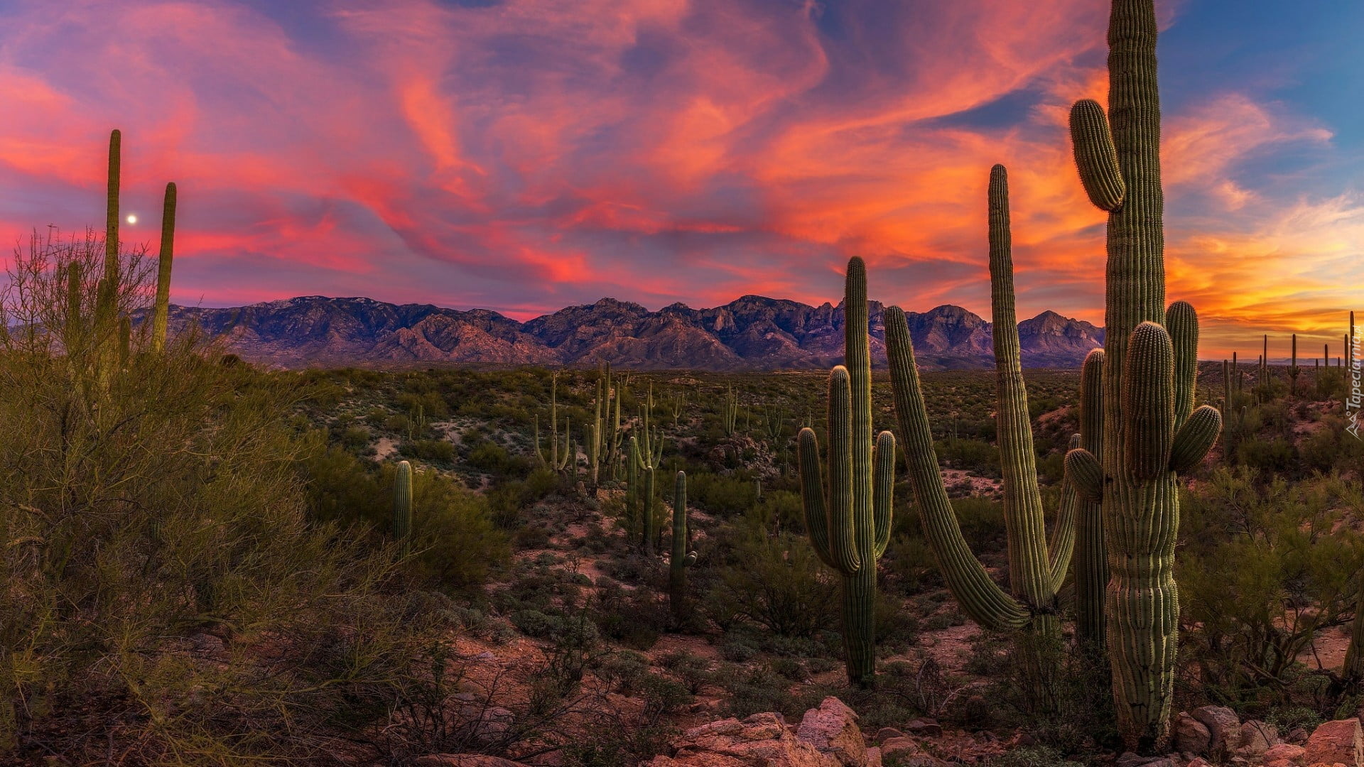 Zachód słońca, Góry, Kaktusy, Park Narodowy Saguaro, Karnegie olbrzymie, Arizona, Stany Zjednoczone