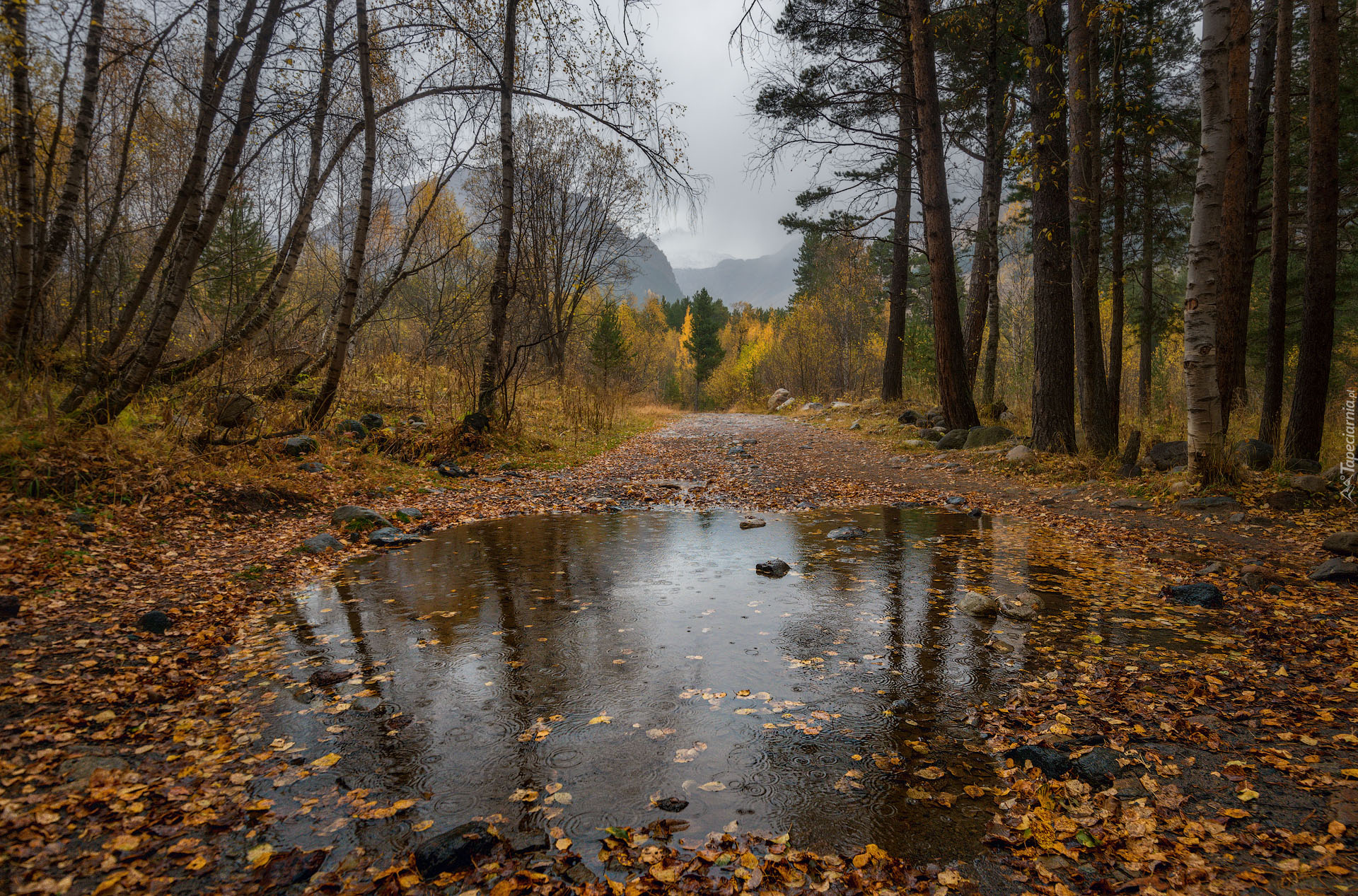 Drzewa, Kałuża, Droga, Góry, Jesień, Liście