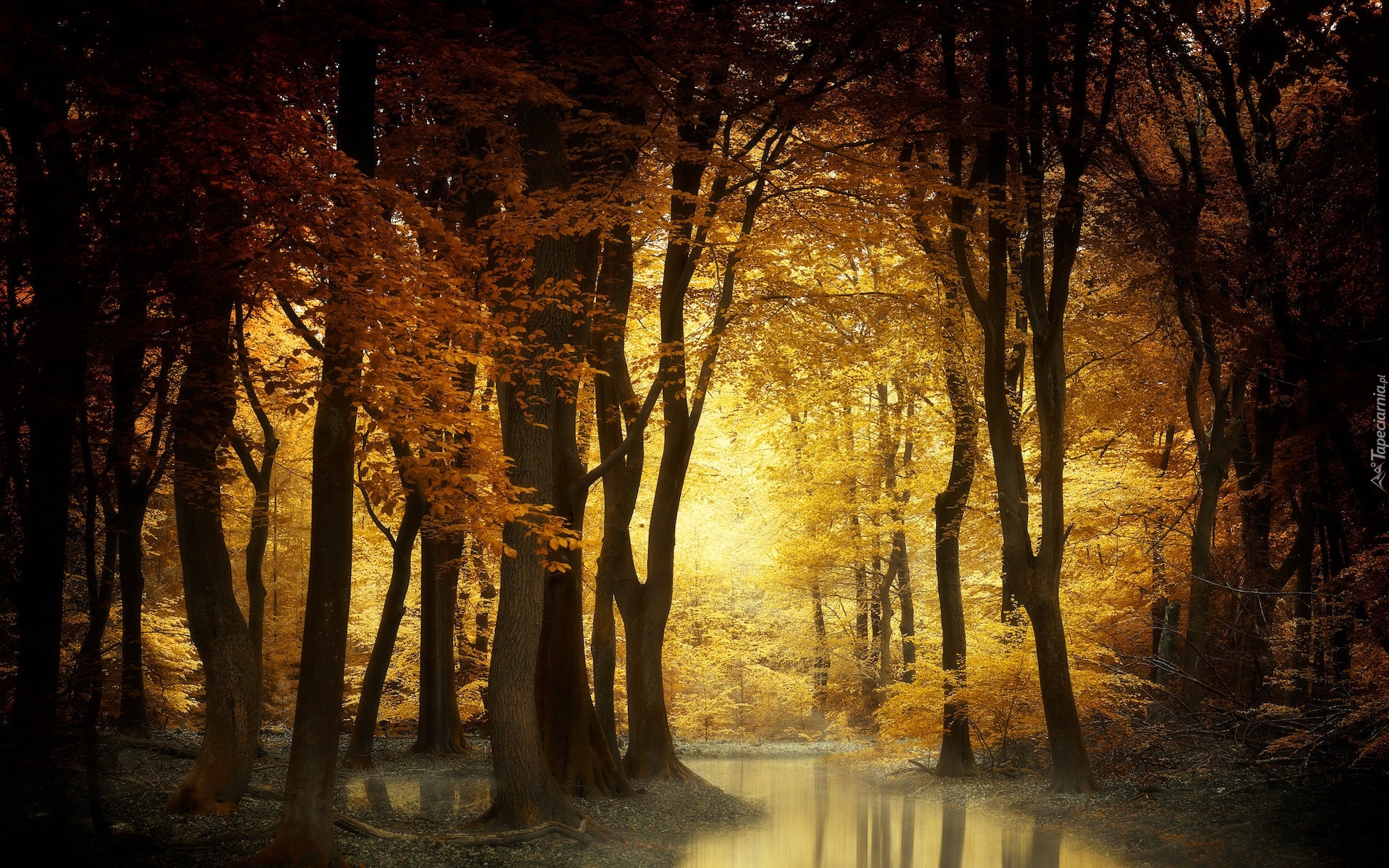 Las, Drzewa, Jesień, Kałuża