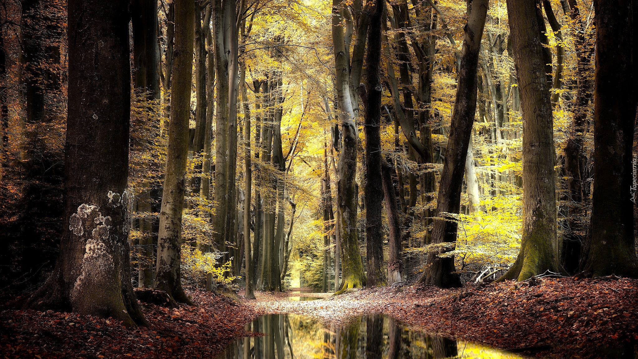 Las, Drzewa, Pnie, Jesień, Droga, Kałuże