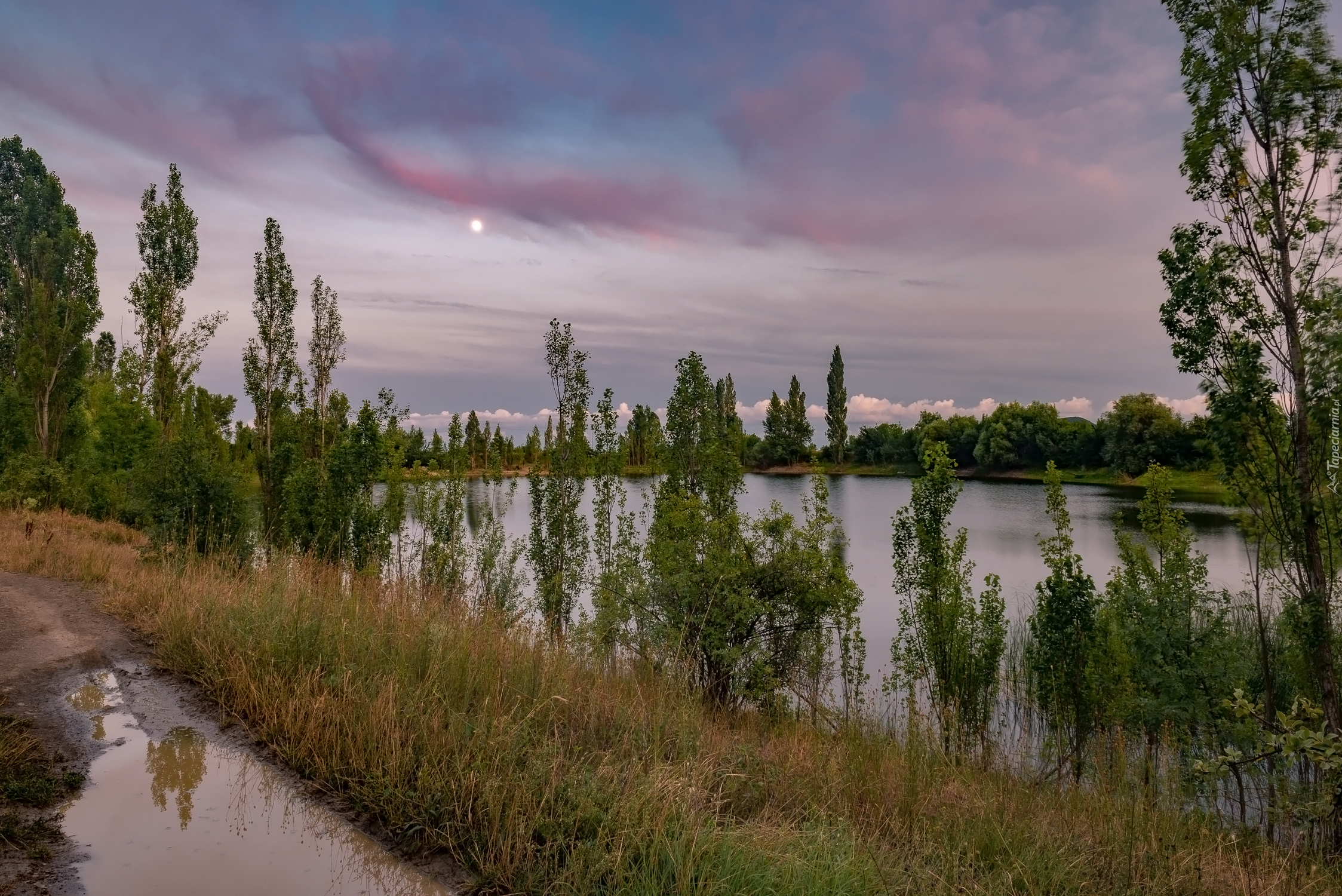 Jezioro, Drzewa, Trawa, Droga, Kałuże