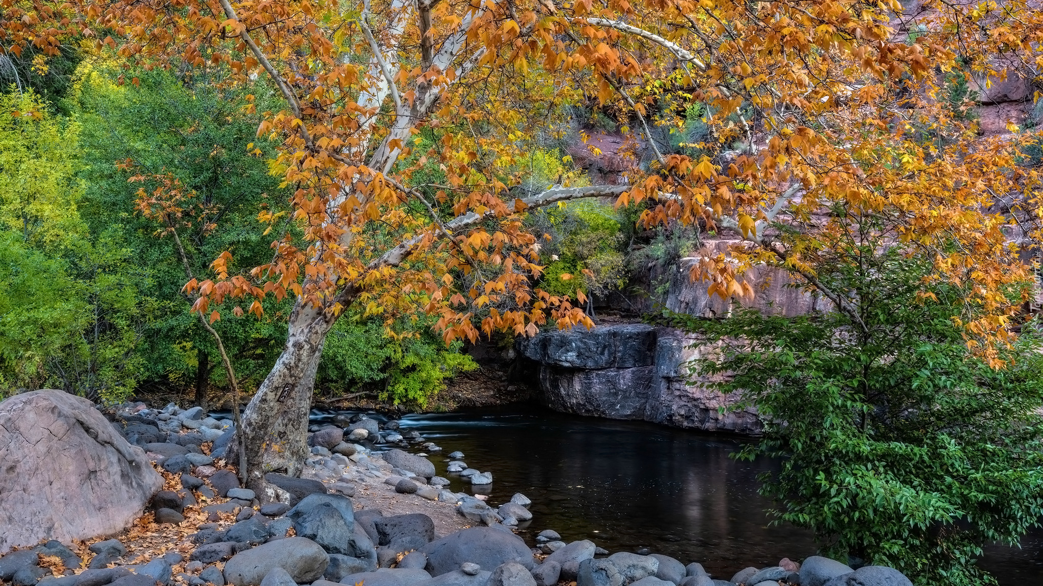 Jesień, Drzewa, Jawor, Kamienie, Rzeka, Grasshopper Point, Sedona, Stan Arizona, Stany Zjednoczone