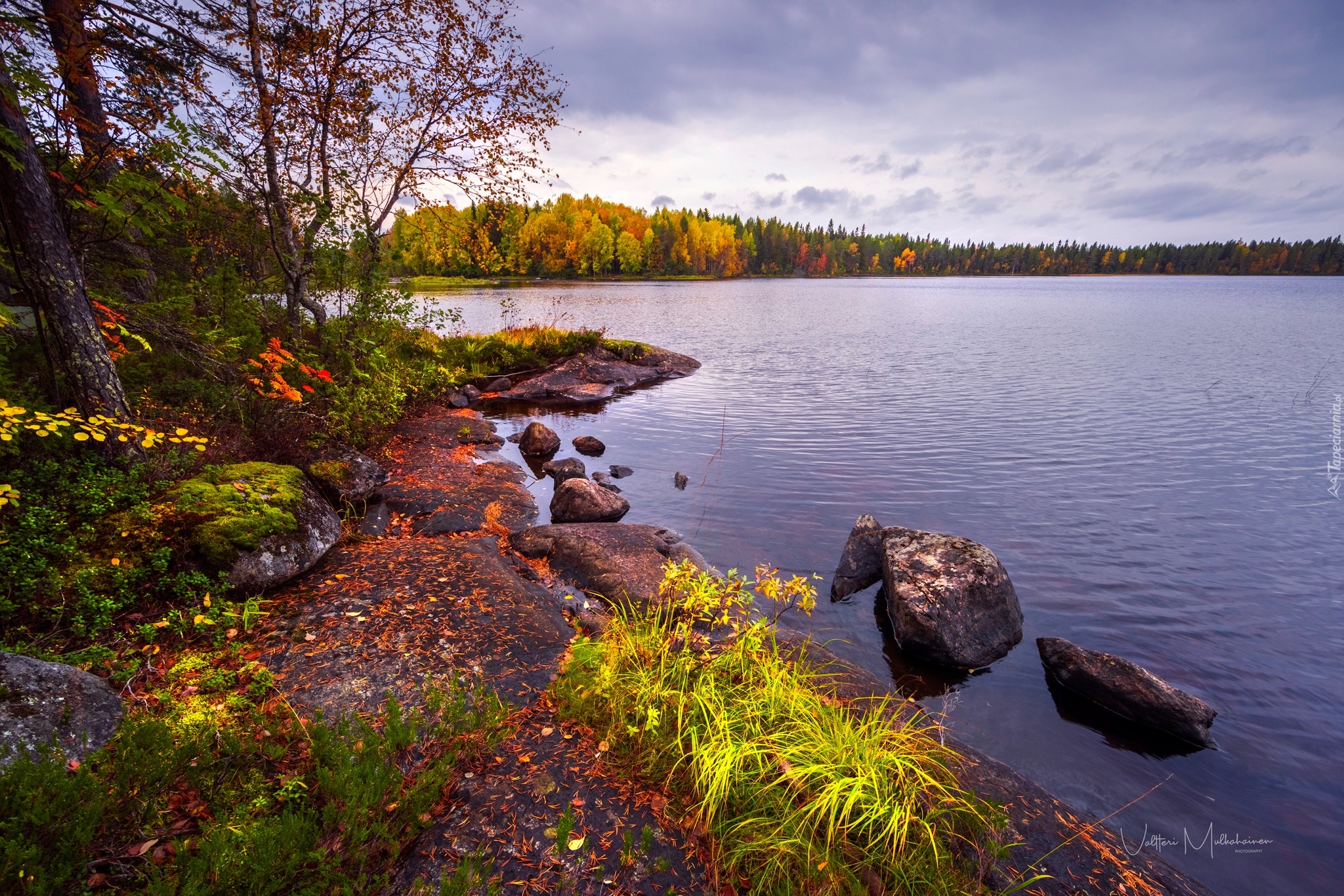 Jesień, Jezioro, Lentua, Kamienie, Las, Pożółkłe, Drzewa, Trawa, Kuhmo, Finlandia