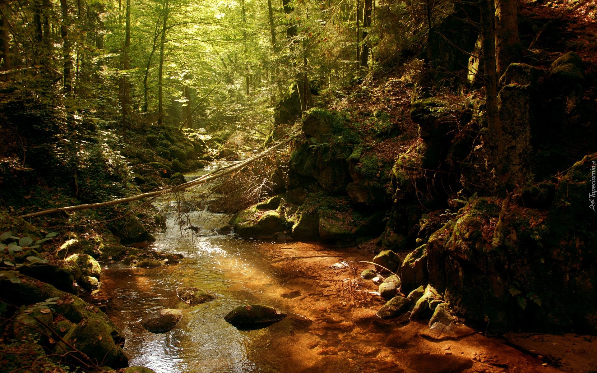 Rzeka, Strumień, Kamienie, Drzewa, Las