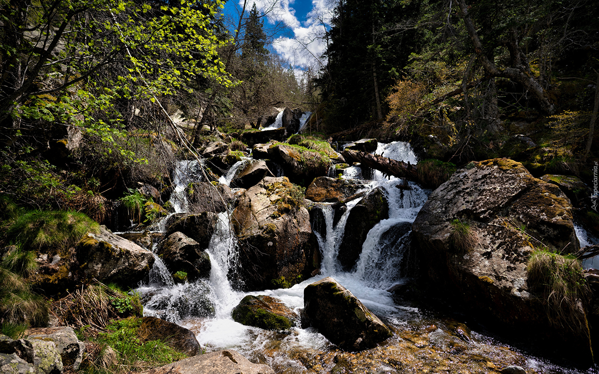 Kamienie, Strumień, Las, Drzewa, Rośliny