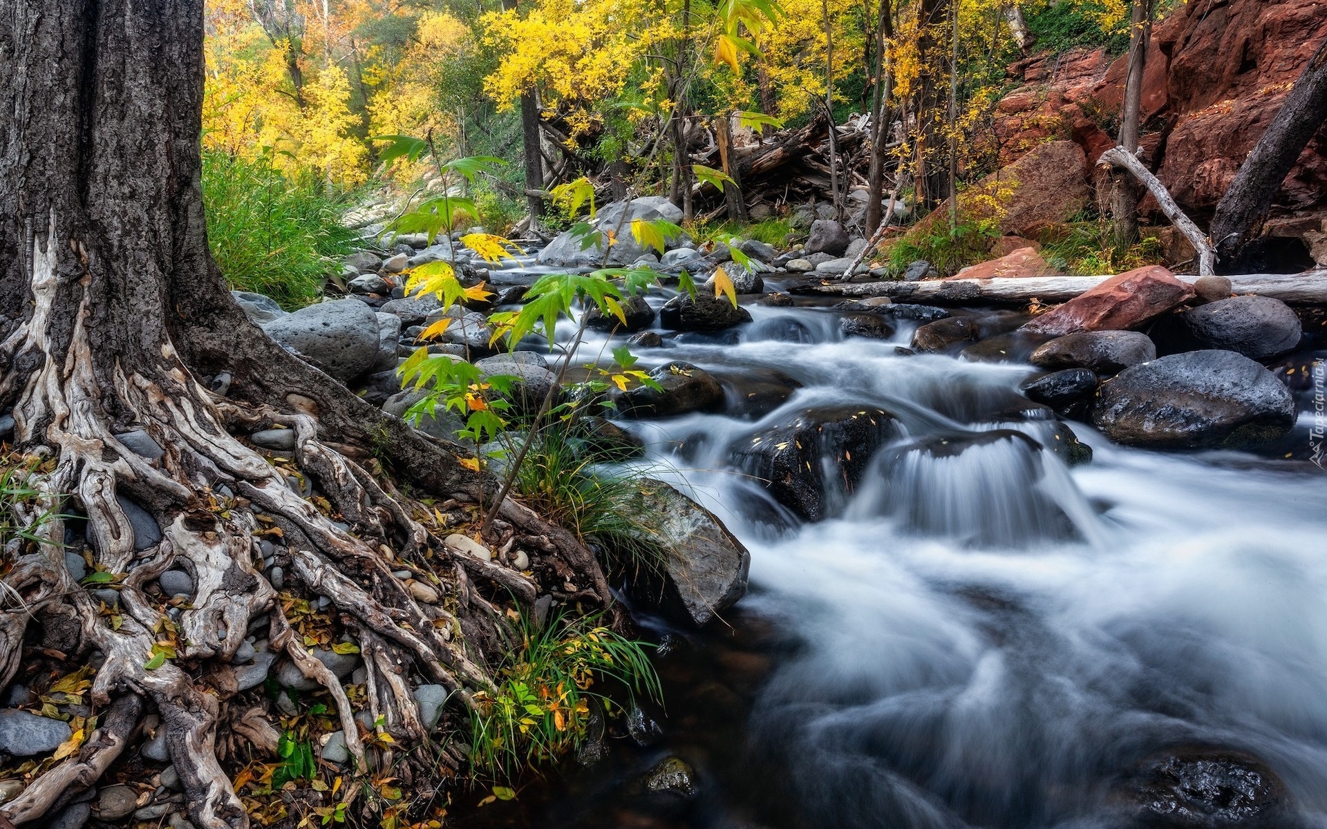 Stany Zjednoczone, Arizona, Sedona, Rzeka, Oak Creek, Kamienie, Drzewa, Korzenie