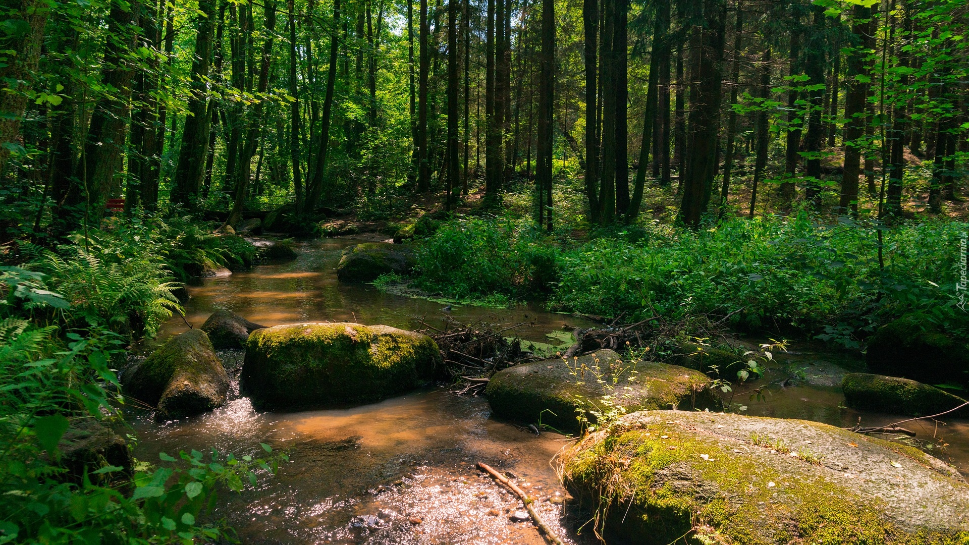 Las, Drzewa, Rzeka, Strumień, Kamienie