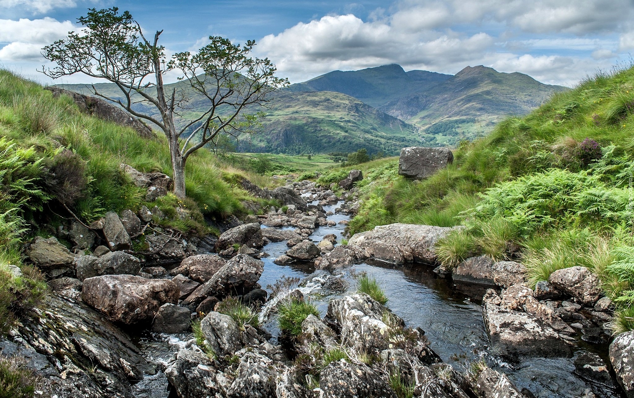 Walia, Park Narodowy Snowdonia, Wzgórza, Rzeczka, Kamienie, Drzewo