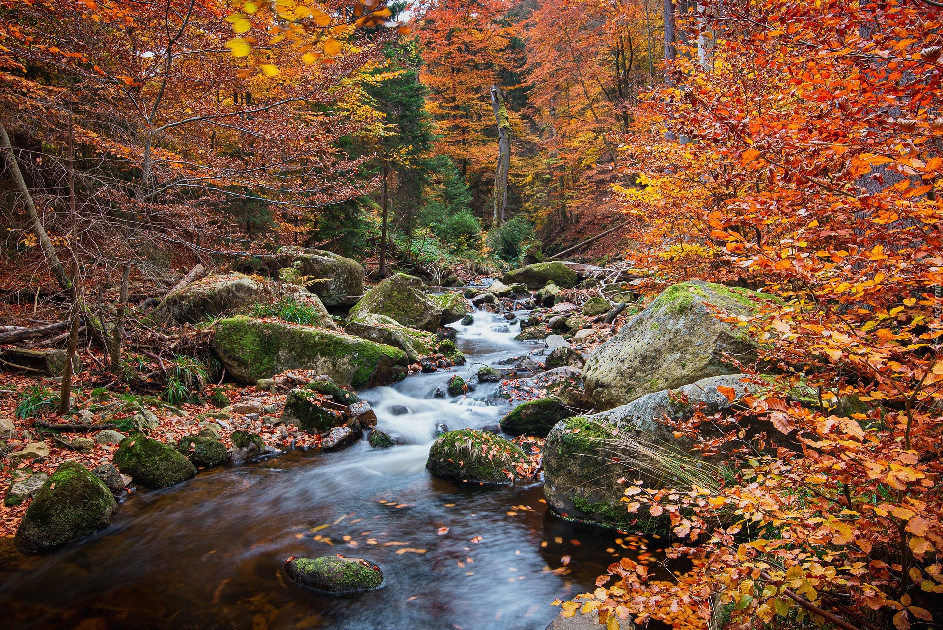Jesień, Las, Drzewa, Liście, Kamienie, Rzeka
