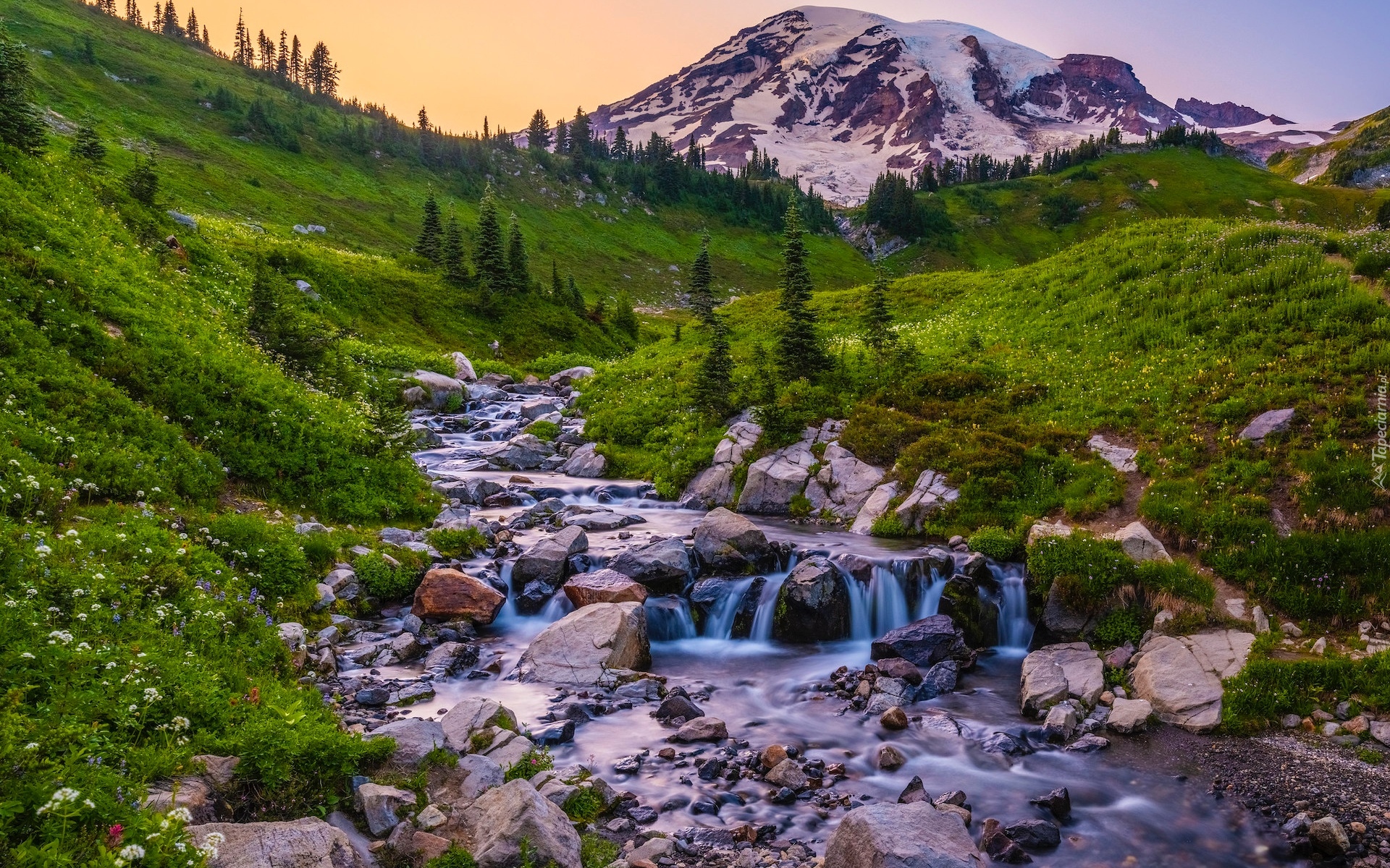 Stany Zjednoczone, Waszyngton, Park Narodowy Mount Rainier, Góry, Potok, Drzewa, Łąka, Kwiaty, Kamienie