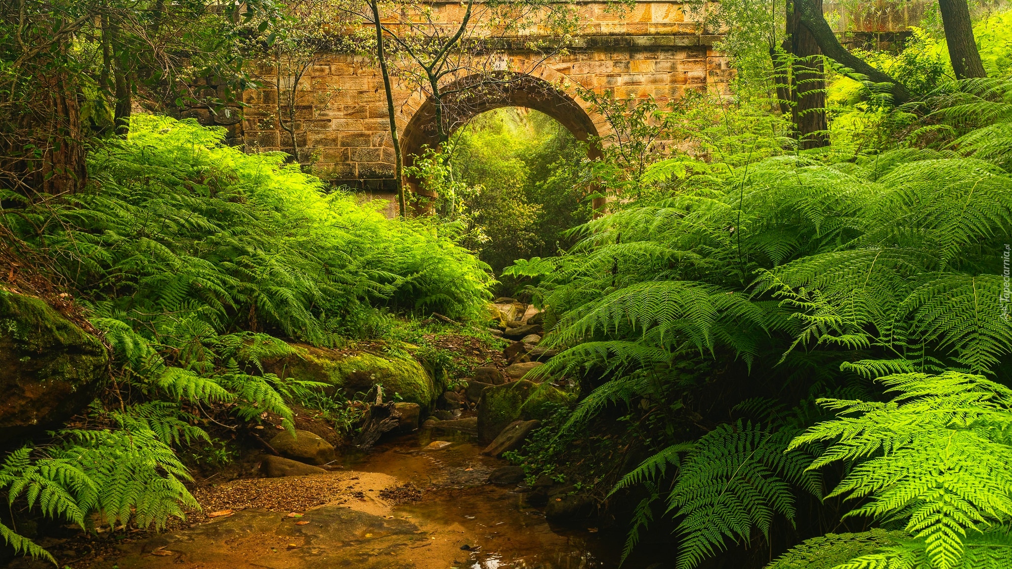 Most, Lennox Bridge, Paprocie, Blue Mountains, Nowa Południowa Walia, Australia